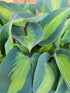 Hosta 'Dinner Jacket' - New Forest Hostas & Hemerocallis