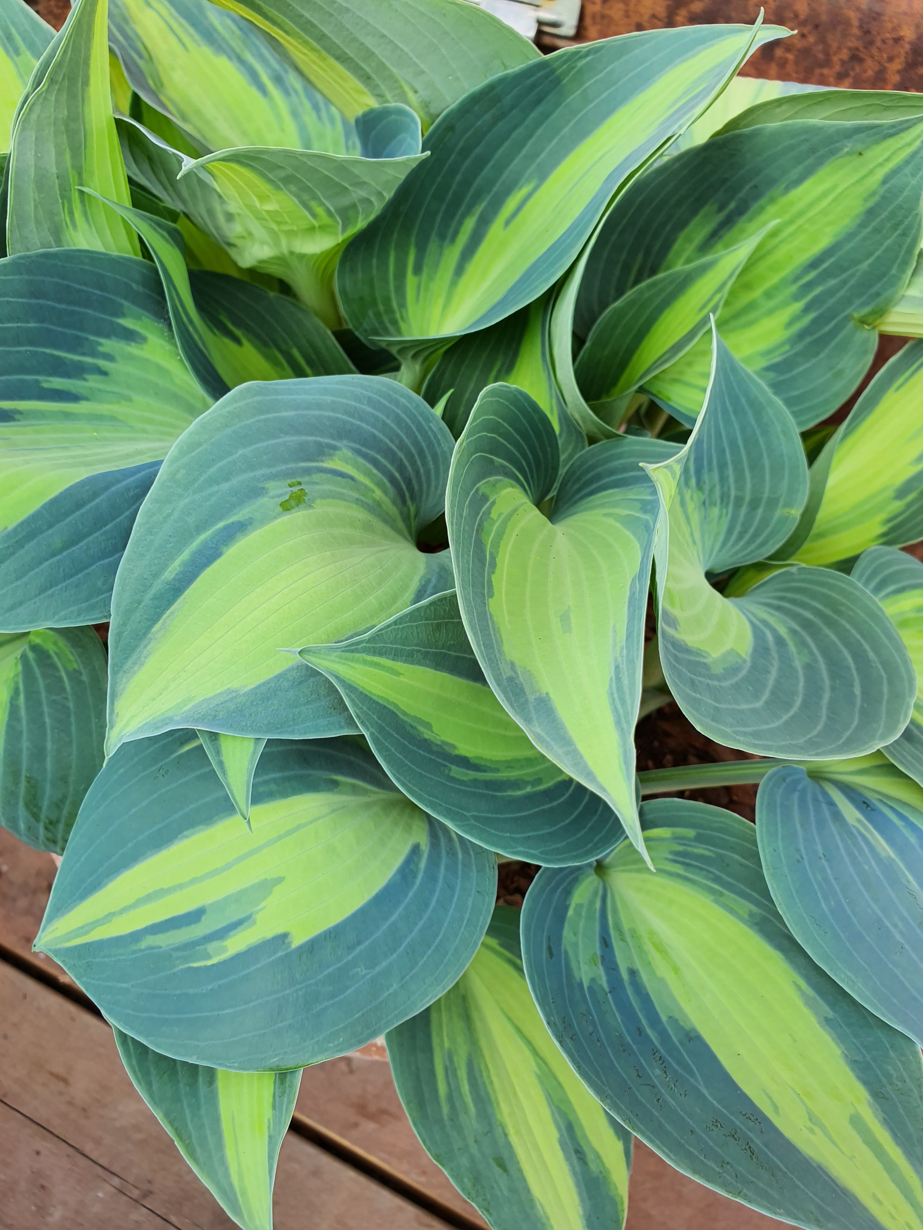 Hosta 'Dinner Jacket' - New Forest Hostas & Hemerocallis