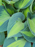 Hosta 'Dinner Jacket' - New Forest Hostas & Hemerocallis