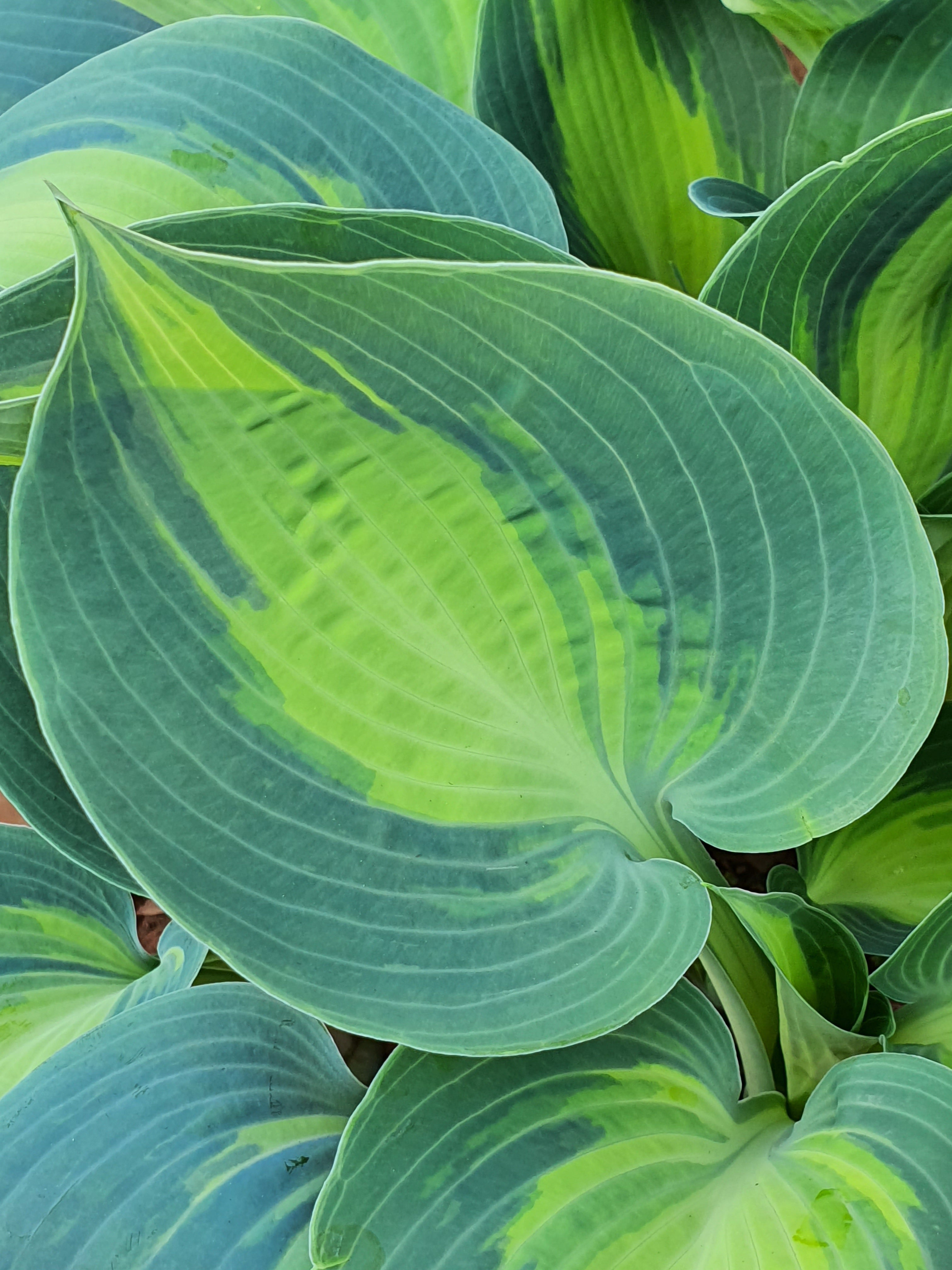 Hosta 'Dinner Jacket' - New Forest Hostas & Hemerocallis