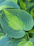 Hosta 'Dinner Jacket' - New Forest Hostas & Hemerocallis