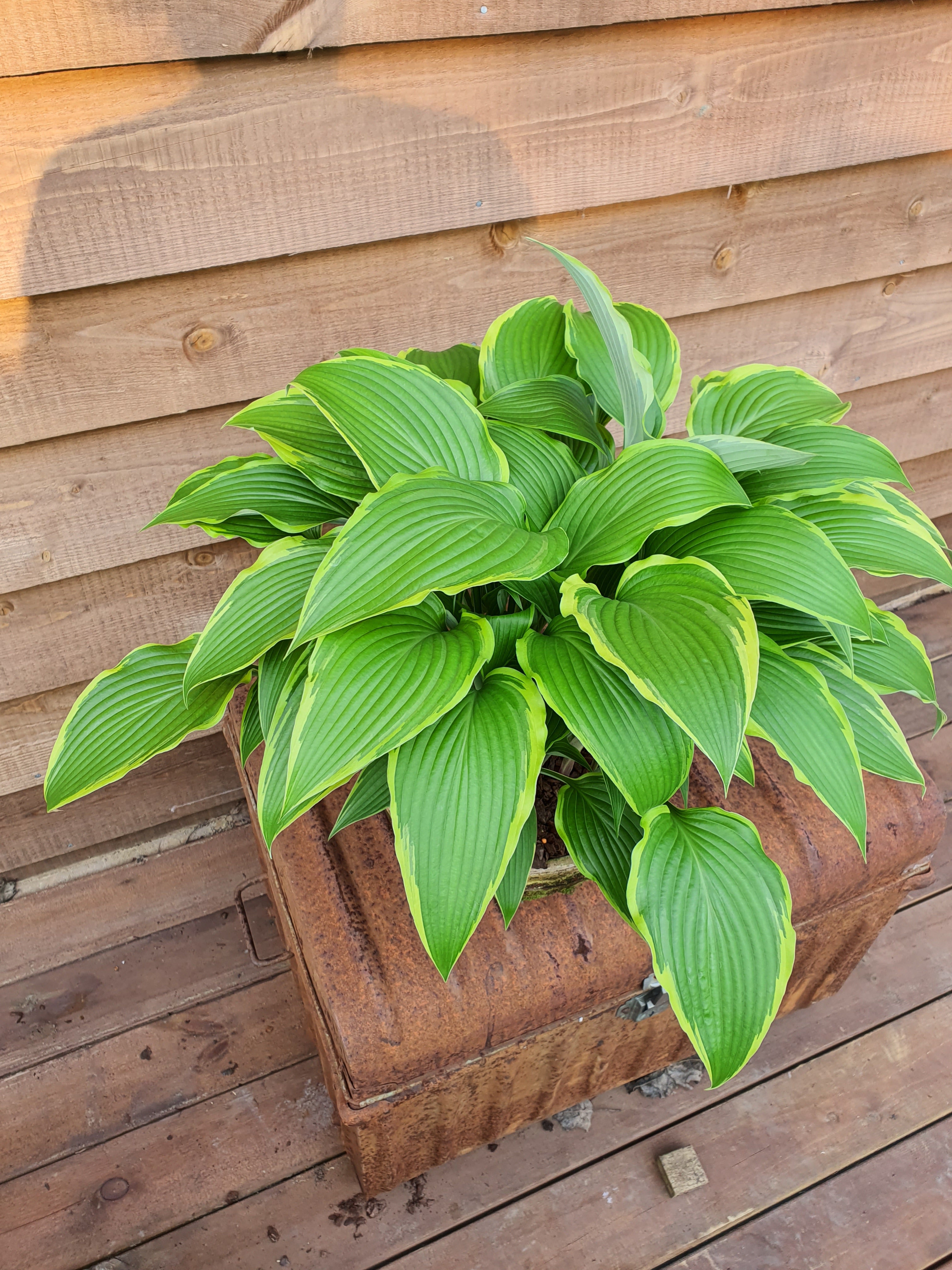 Hosta 'Kalamazoo' - New Forest Hostas & Hemerocallis