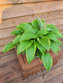 Hosta 'Kalamazoo' - New Forest Hostas & Hemerocallis