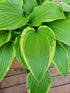 Hosta 'Kalamazoo' - New Forest Hostas & Hemerocallis