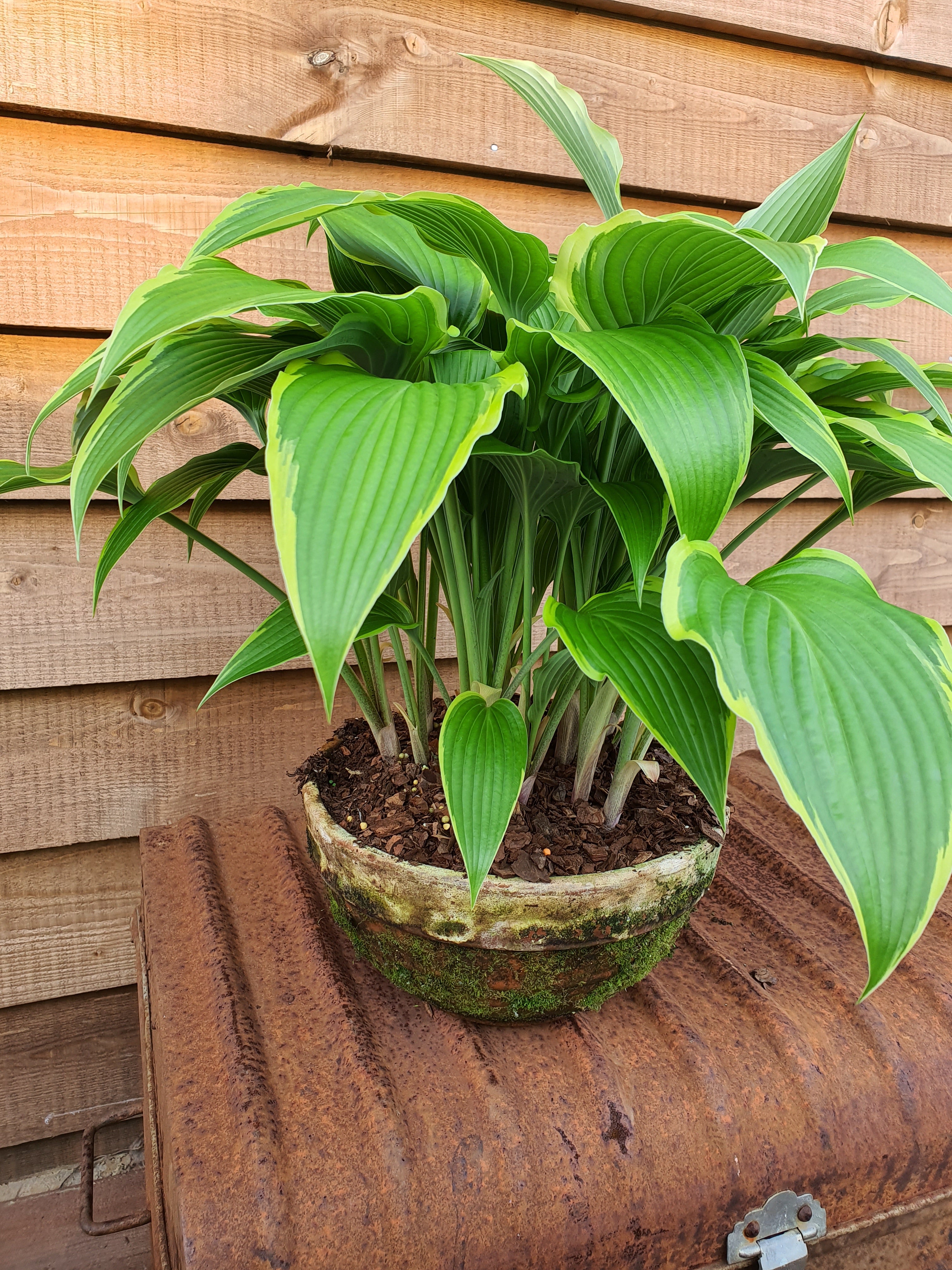 Hosta 'Kalamazoo' - New Forest Hostas & Hemerocallis