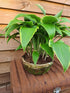 Hosta 'Kalamazoo' - New Forest Hostas & Hemerocallis