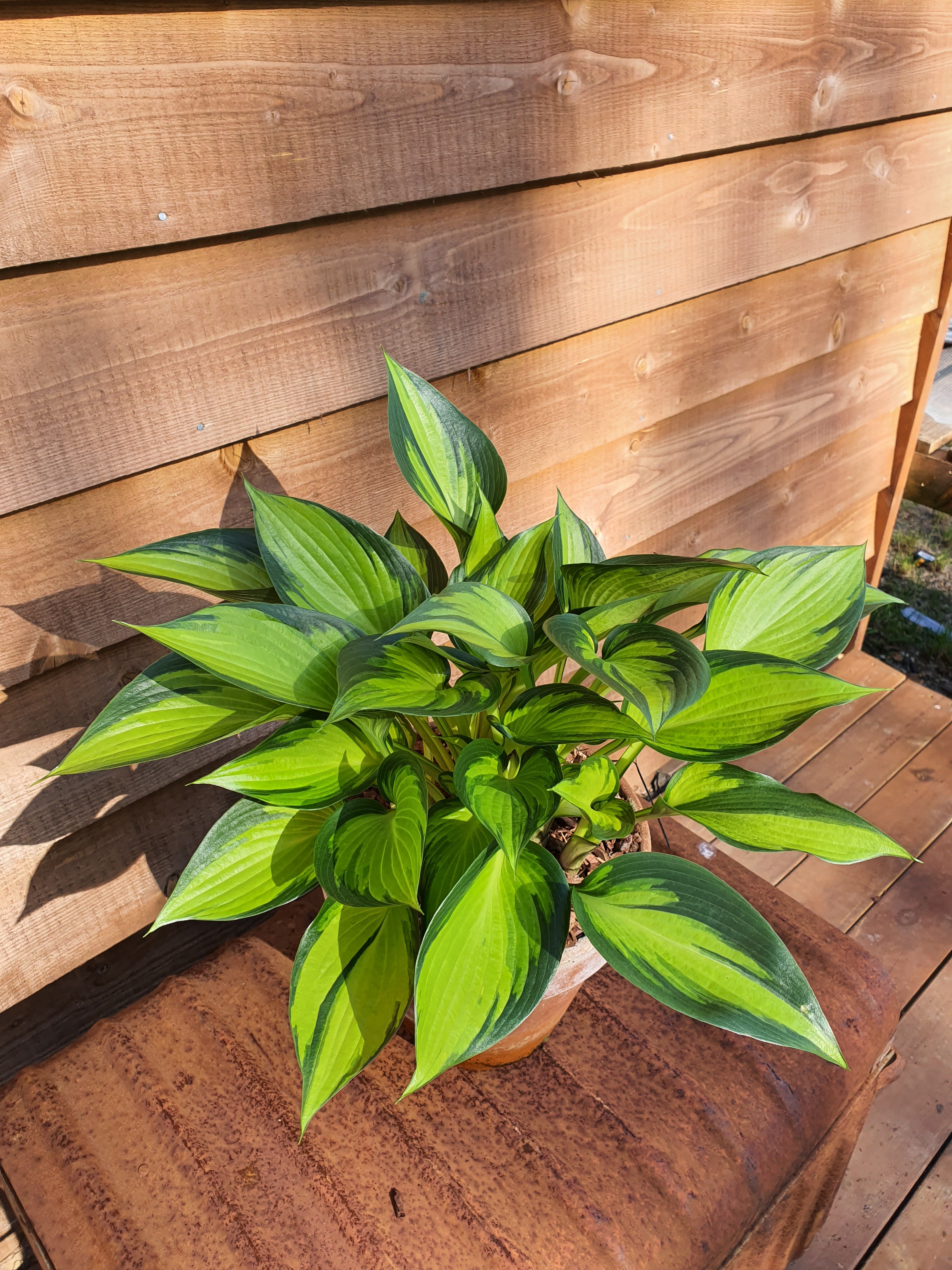 Hosta 'Justine' - New Forest Hostas & Hemerocallis