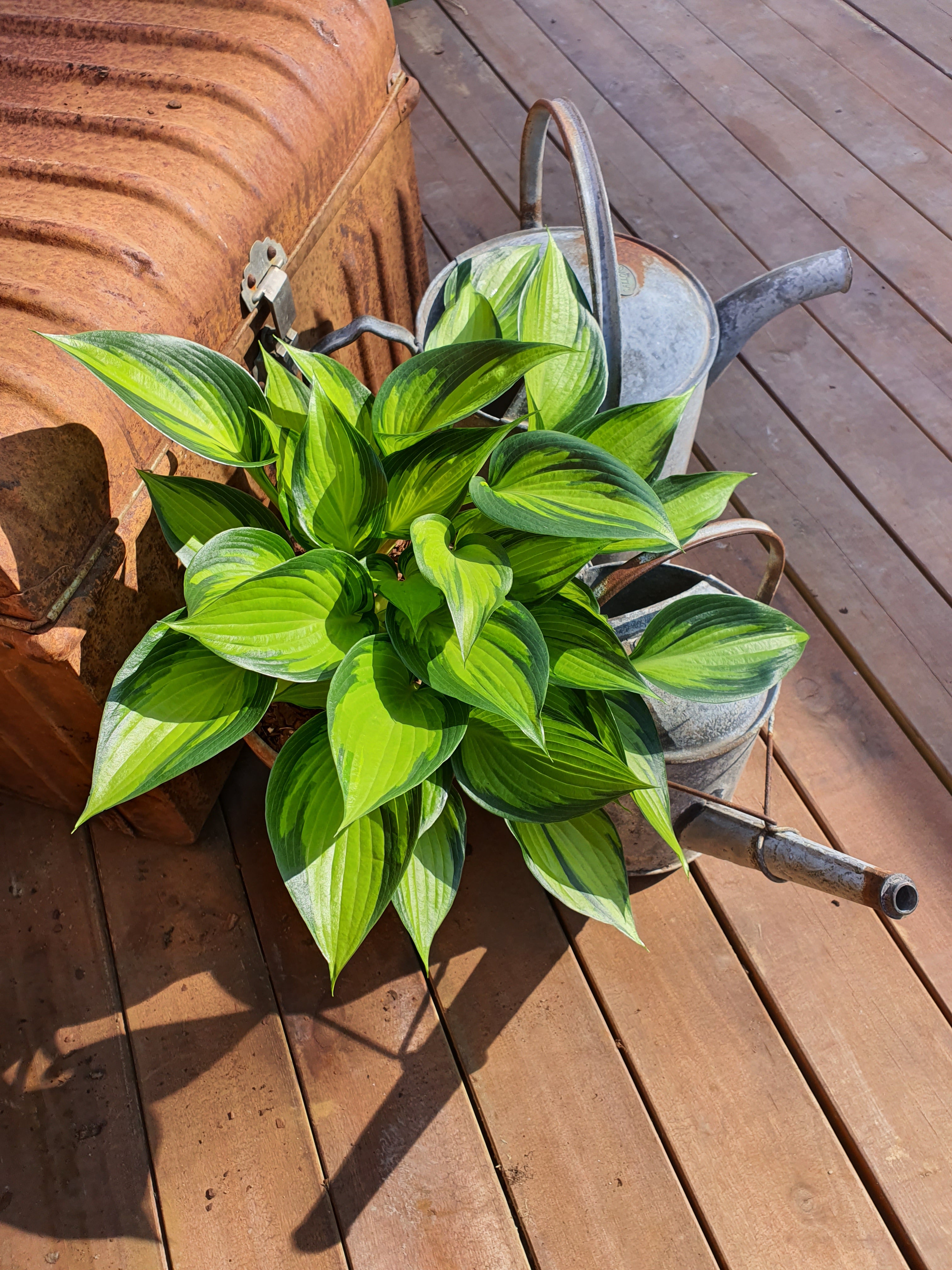 Hosta 'Justine' - New Forest Hostas & Hemerocallis
