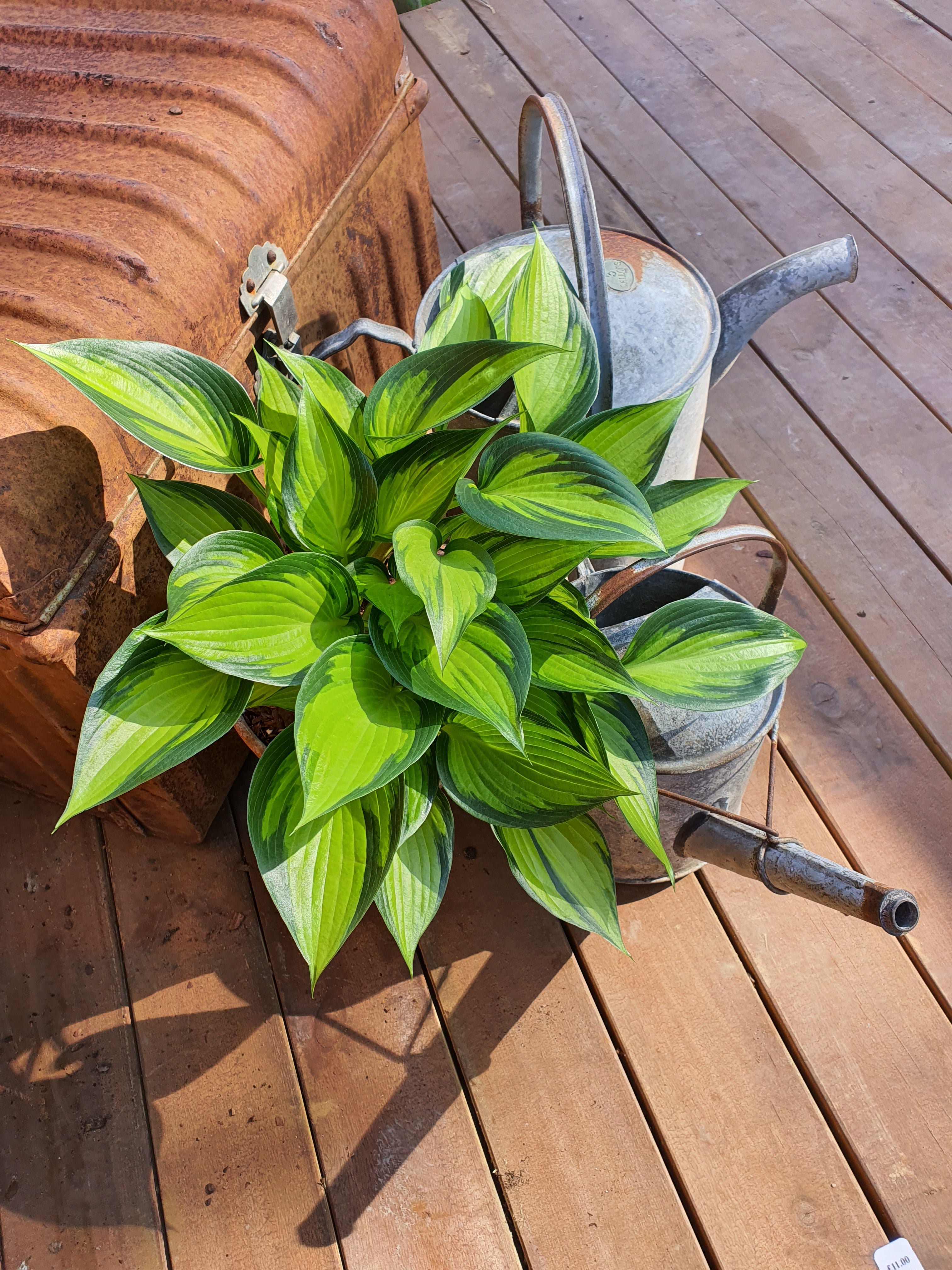 Hosta 'Justine' - New Forest Hostas & Hemerocallis