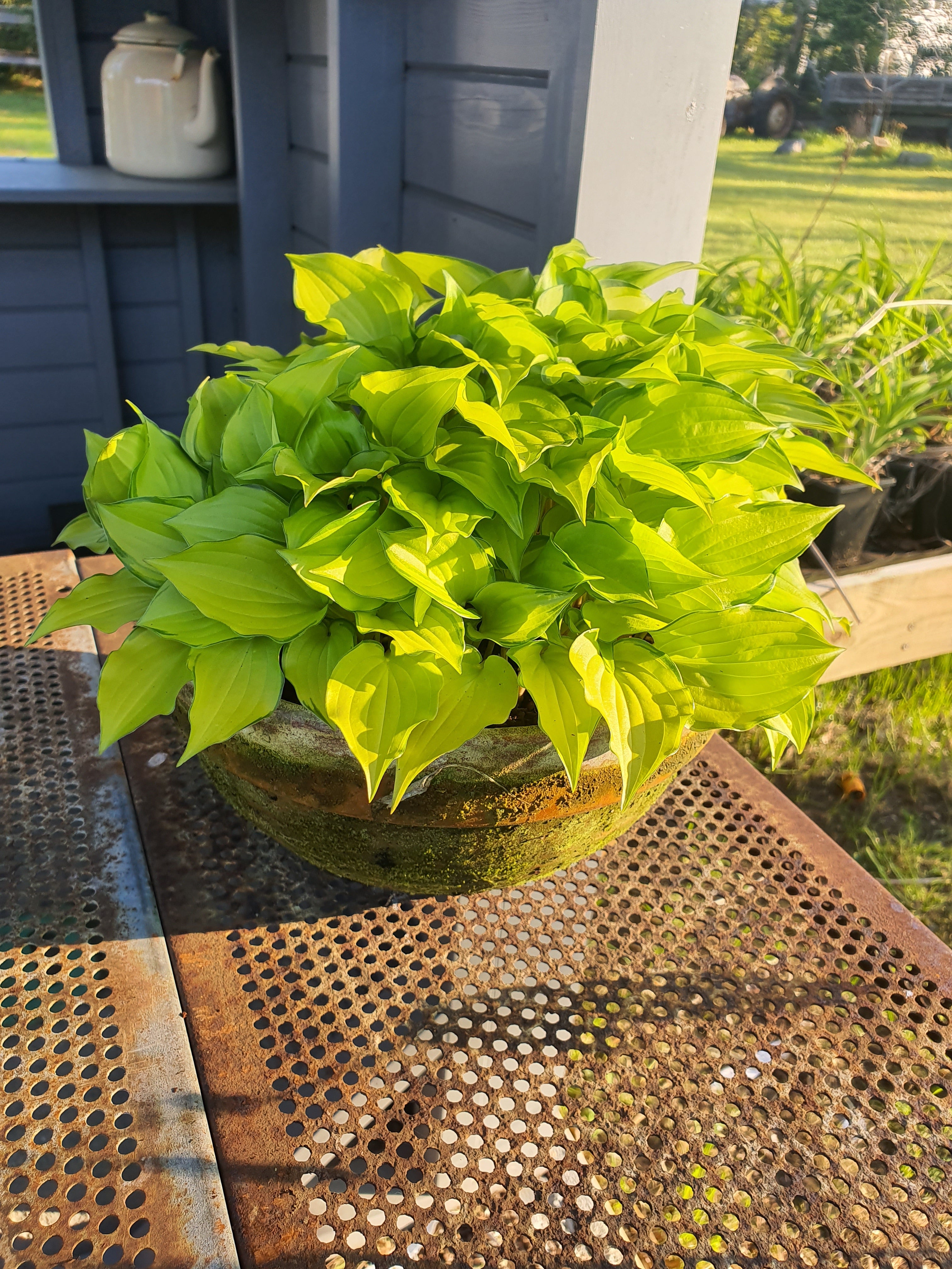 Hosta 'Cracker Crumbs' - New Forest Hostas & Hemerocallis