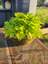 Hosta 'Cracker Crumbs' - New Forest Hostas & Hemerocallis