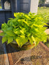 Hosta 'Cracker Crumbs' - New Forest Hostas & Hemerocallis