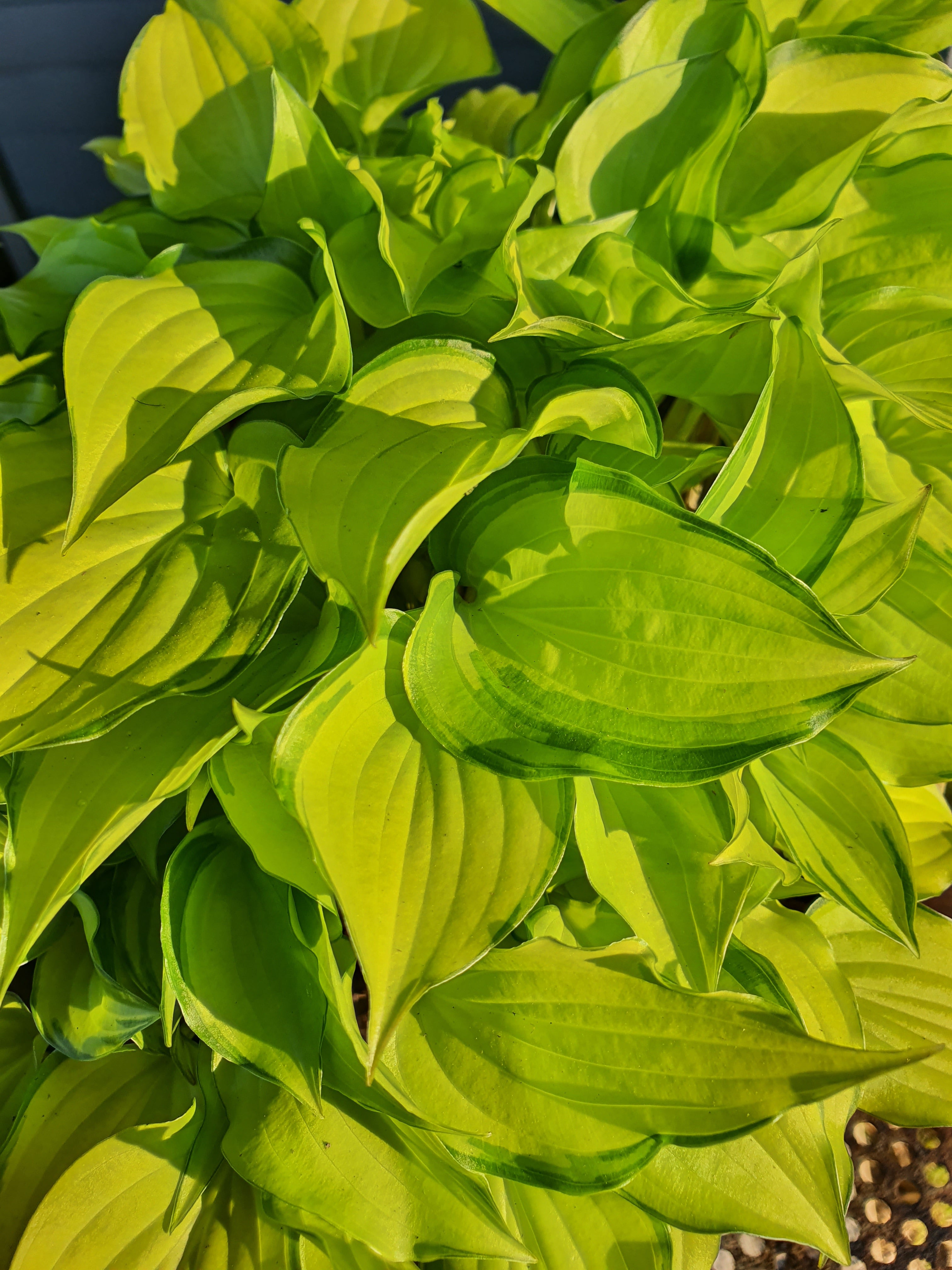 Hosta 'Cracker Crumbs' - New Forest Hostas & Hemerocallis