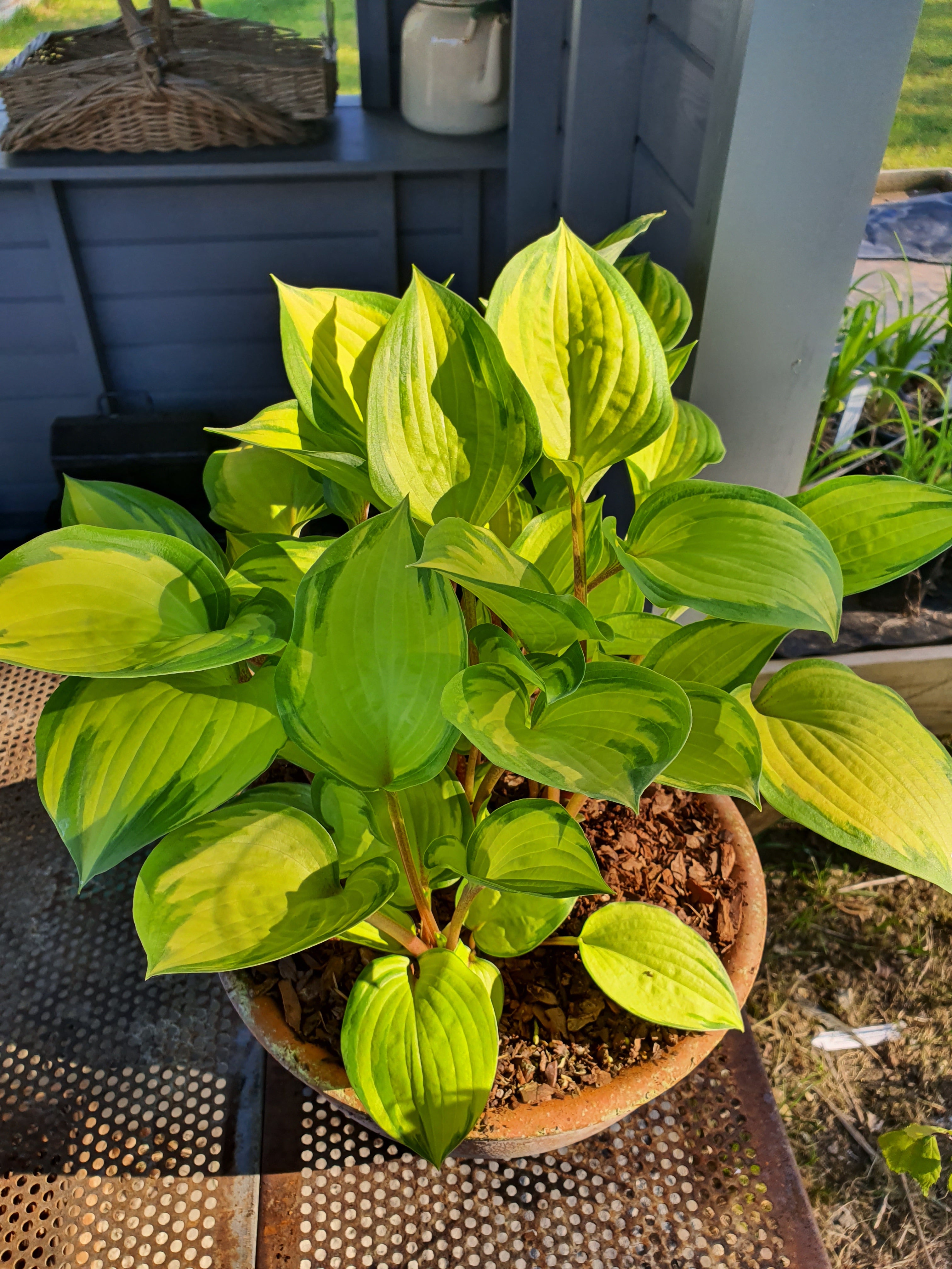 Hosta 'Volcano Island' - New Forest Hostas & Hemerocallis