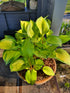 Hosta 'Volcano Island' - New Forest Hostas & Hemerocallis