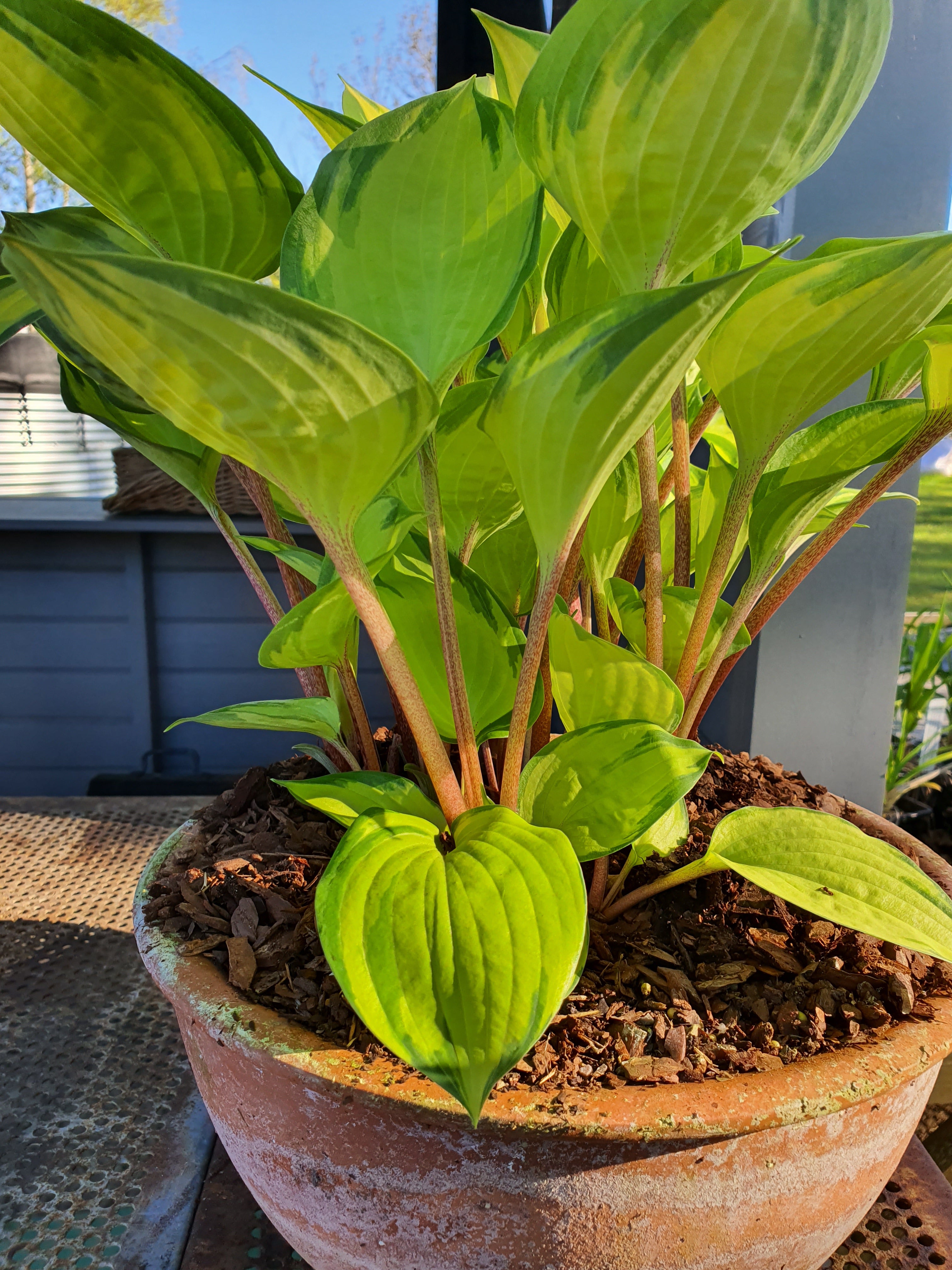 Hosta 'Volcano Island' - New Forest Hostas & Hemerocallis