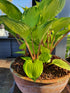 Hosta 'Volcano Island' - New Forest Hostas & Hemerocallis