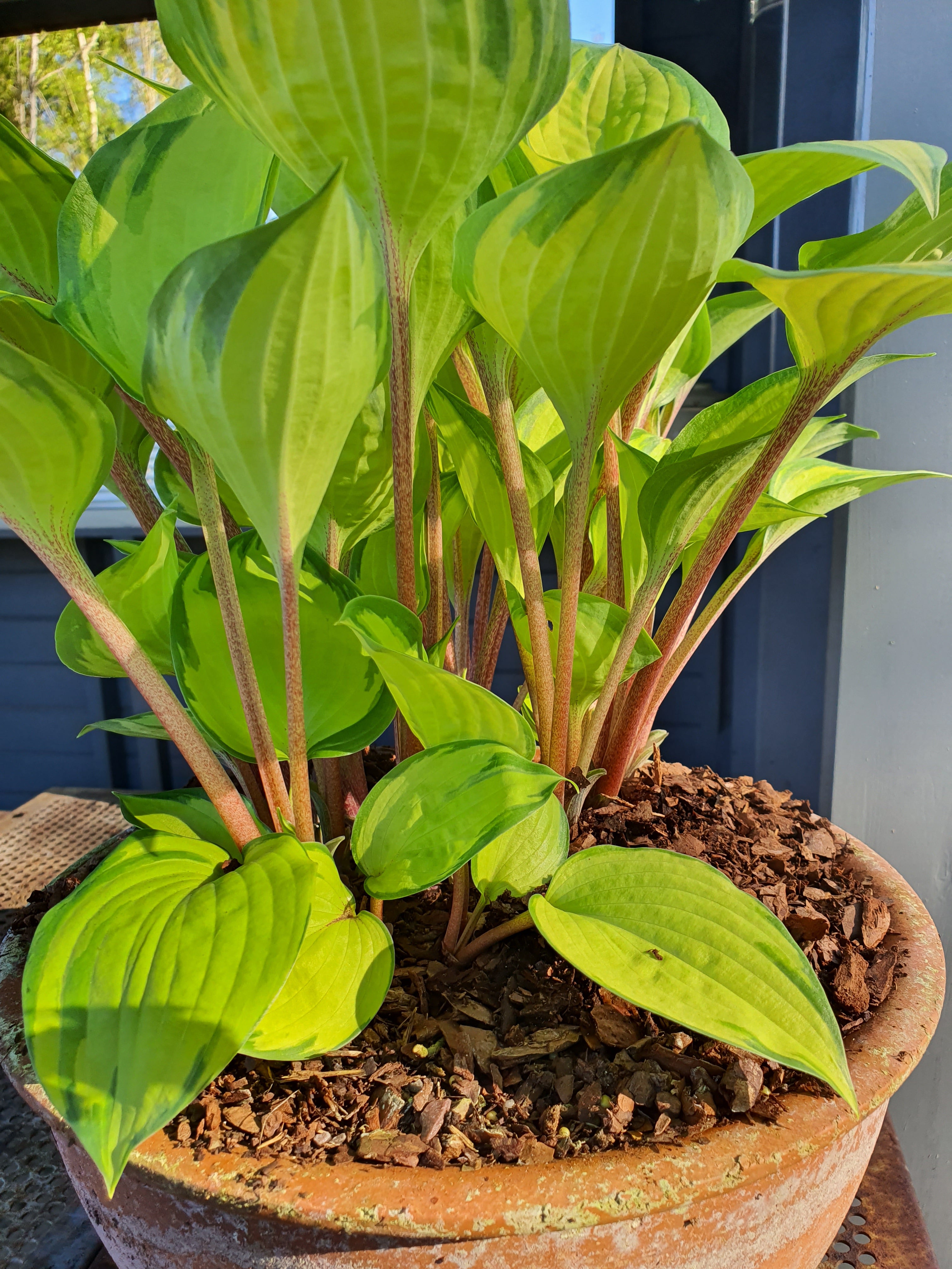 Hosta 'Volcano Island' - New Forest Hostas & Hemerocallis