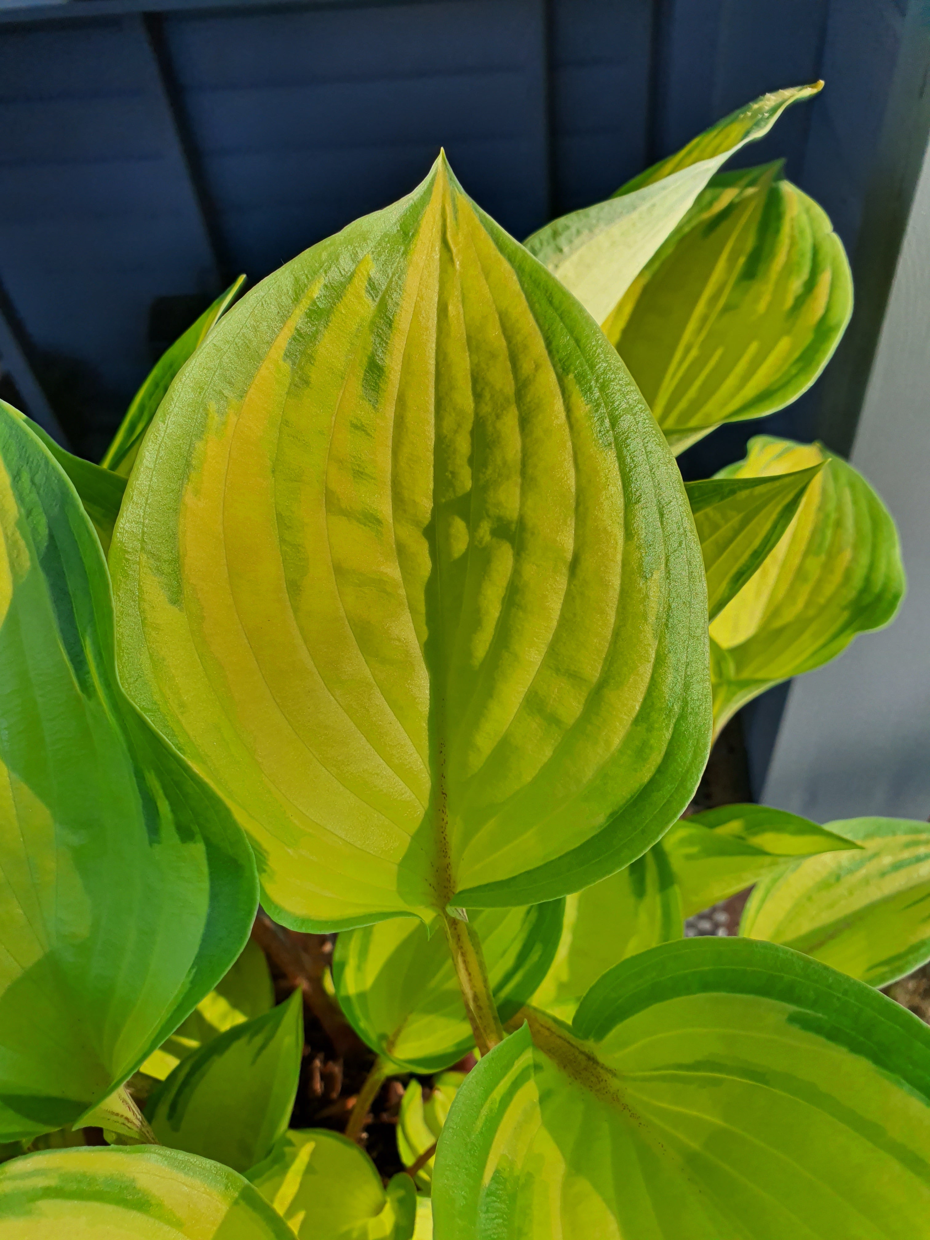 Hosta 'Volcano Island' - New Forest Hostas & Hemerocallis