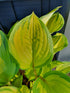 Hosta 'Volcano Island' - New Forest Hostas & Hemerocallis