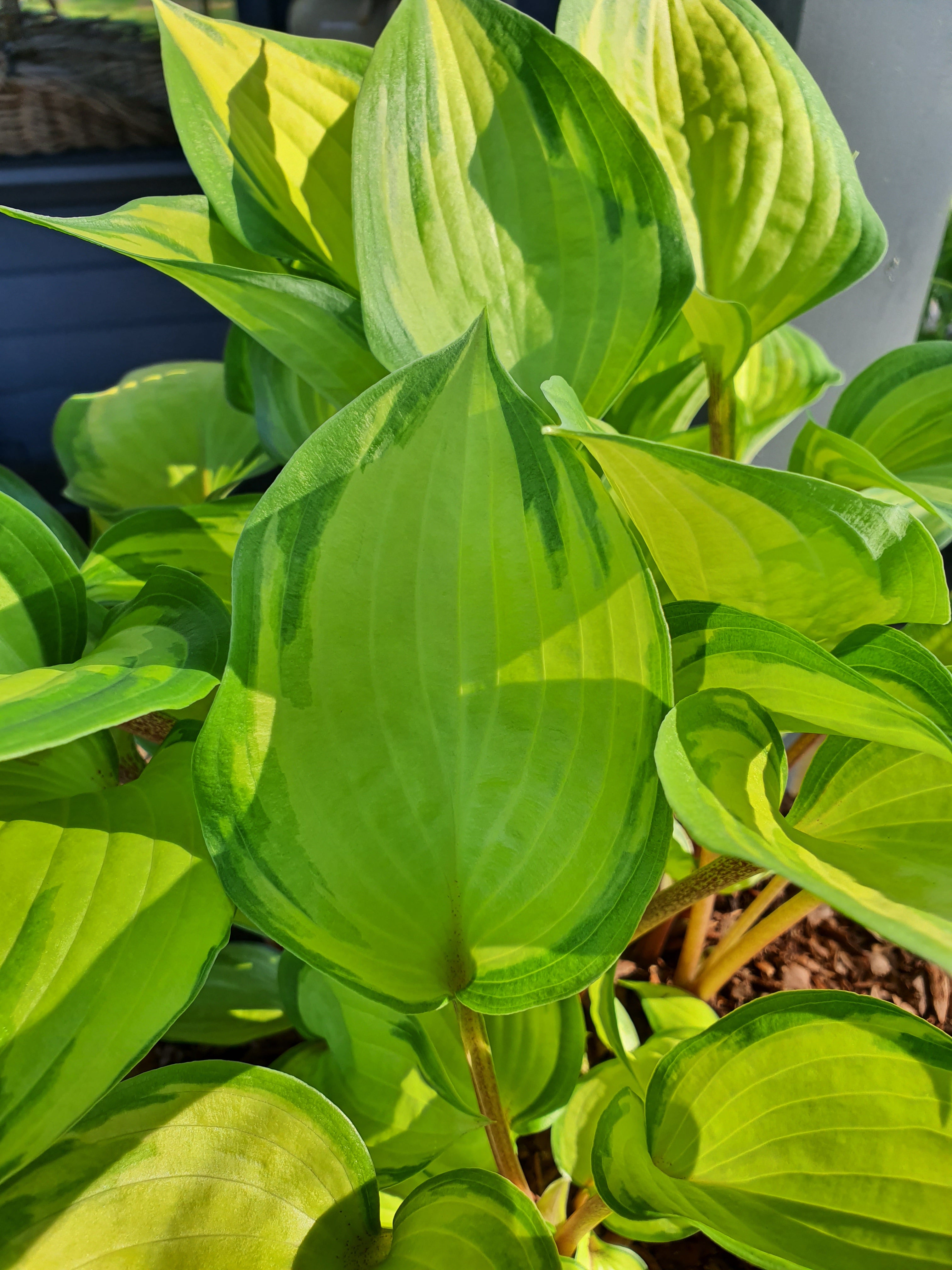 Hosta 'Volcano Island' - New Forest Hostas & Hemerocallis