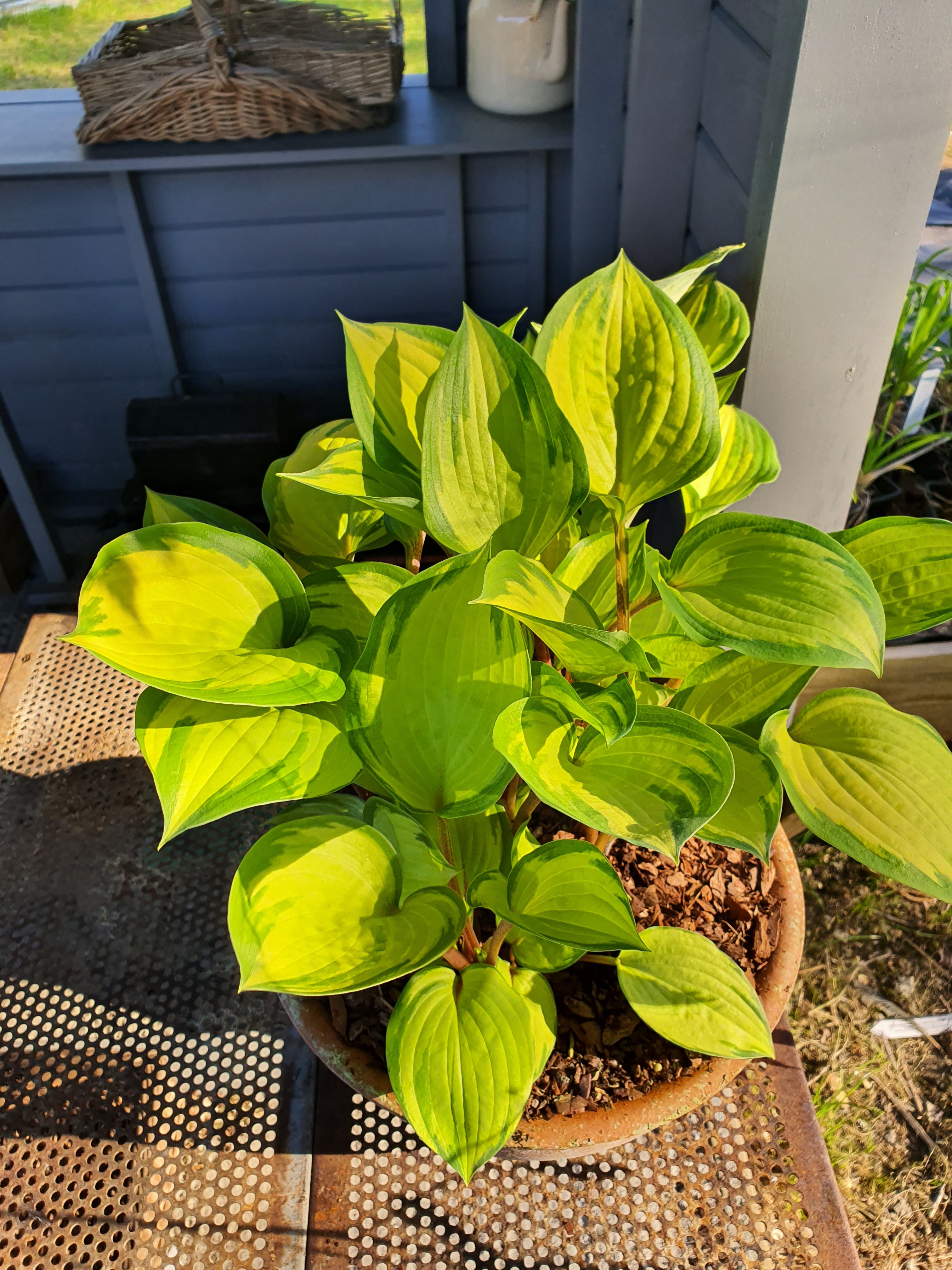 Hosta 'Volcano Island' - New Forest Hostas & Hemerocallis