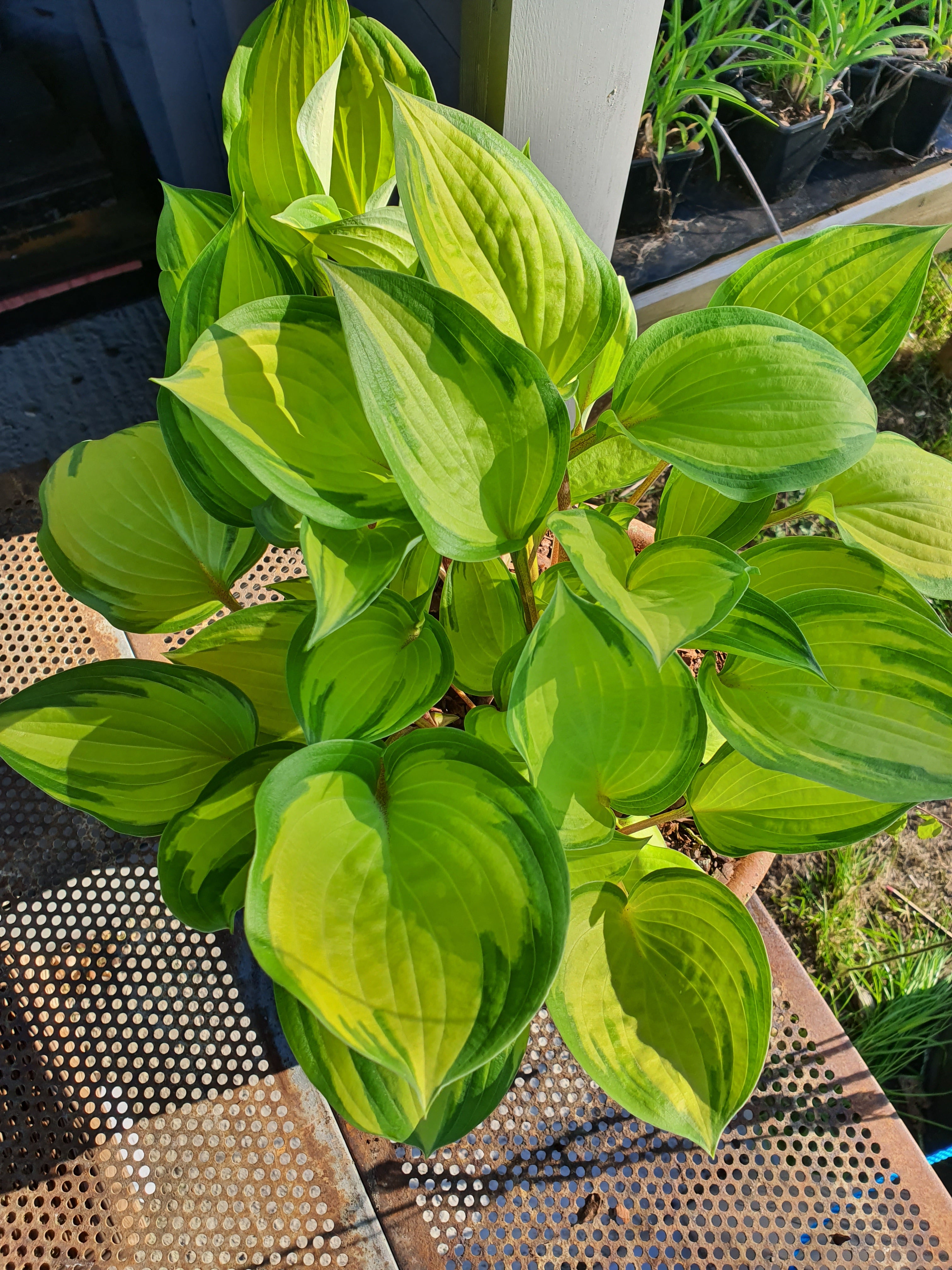 Hosta 'Volcano Island' - New Forest Hostas & Hemerocallis