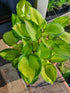Hosta 'Volcano Island' - New Forest Hostas & Hemerocallis