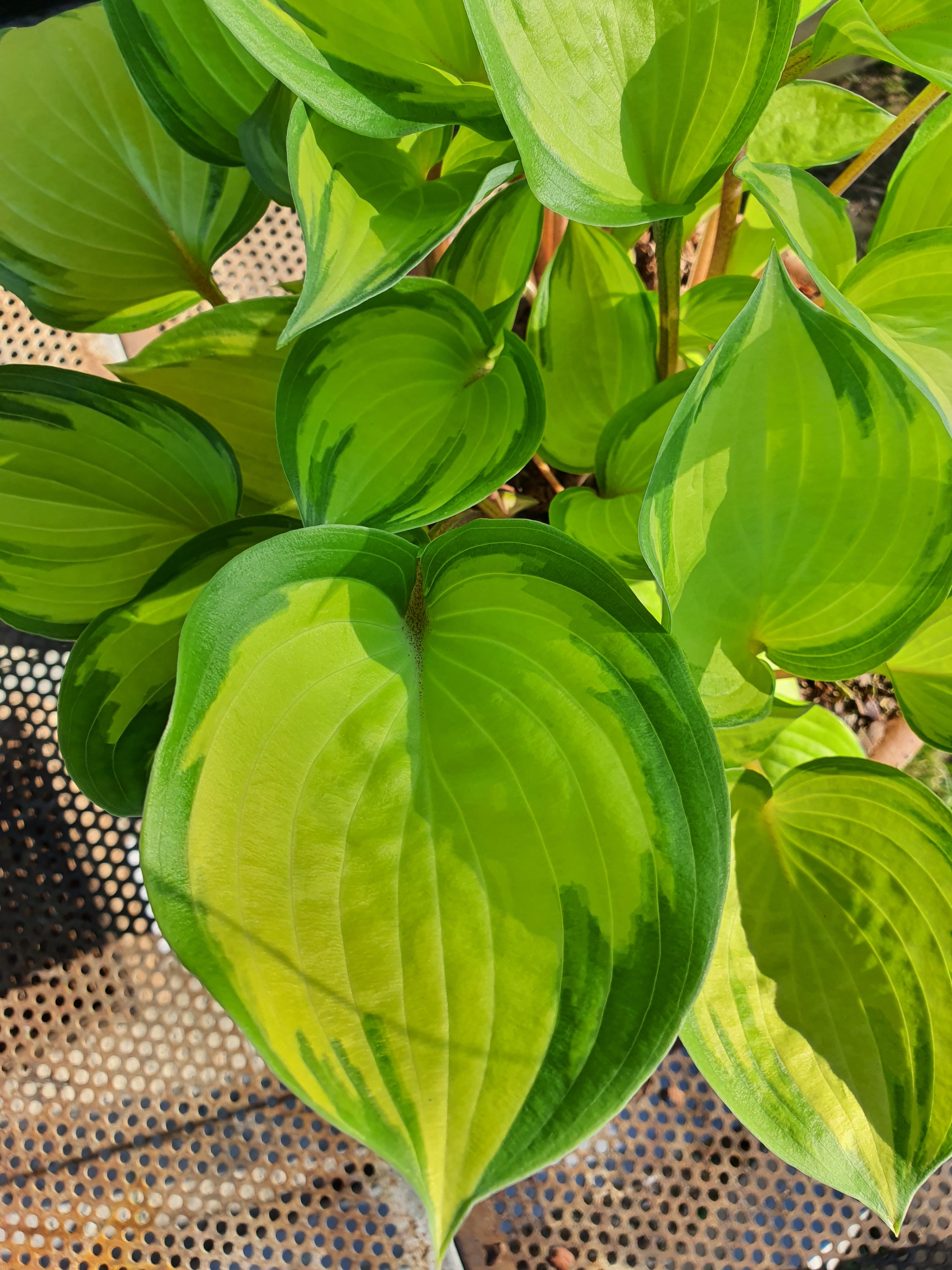 Hosta 'Volcano Island' - New Forest Hostas & Hemerocallis