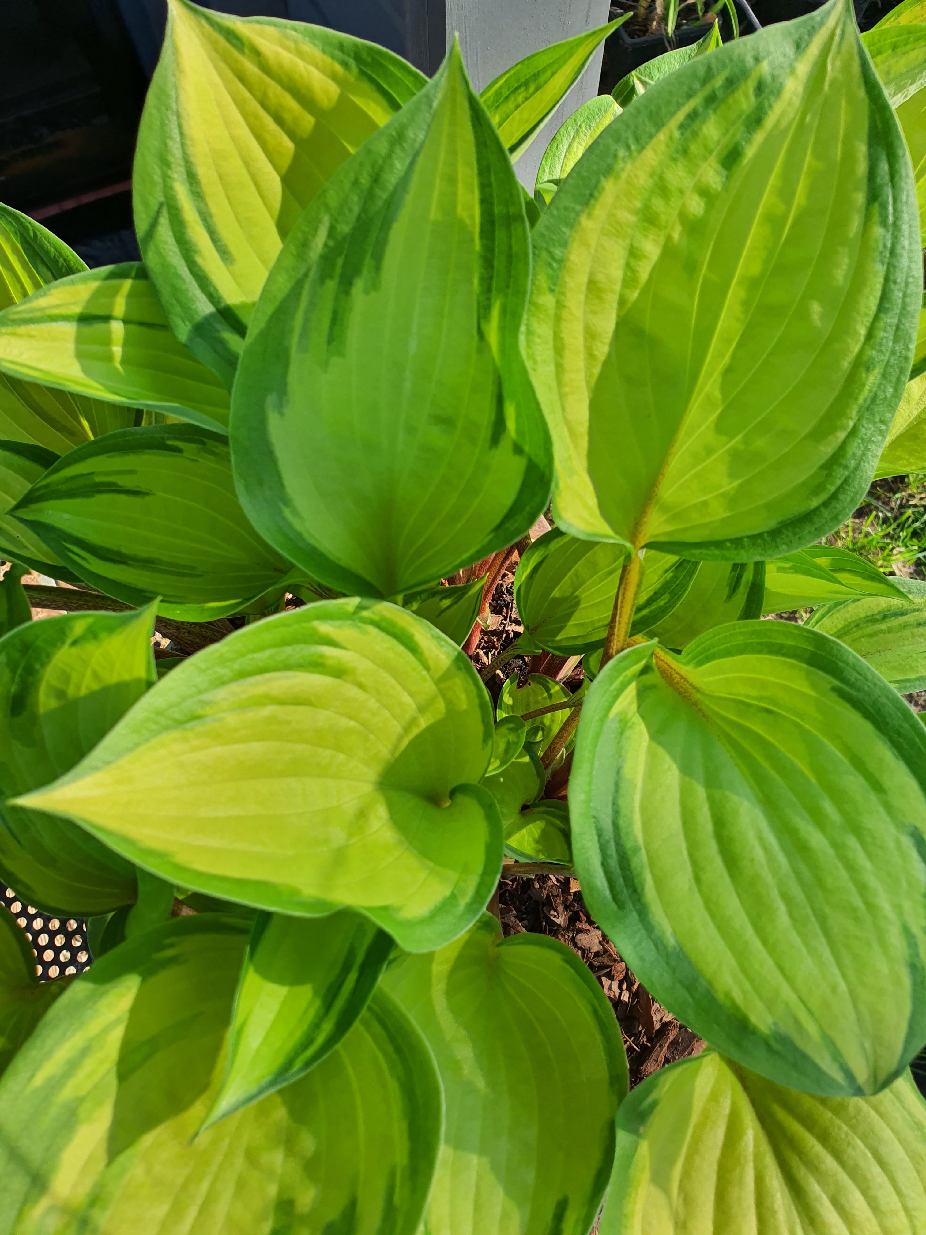 Hosta 'Volcano Island' - New Forest Hostas & Hemerocallis