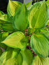 Hosta 'Volcano Island' - New Forest Hostas & Hemerocallis