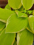 Hosta 'Saint Elmo's Fire' - New Forest Hostas & Hemerocallis