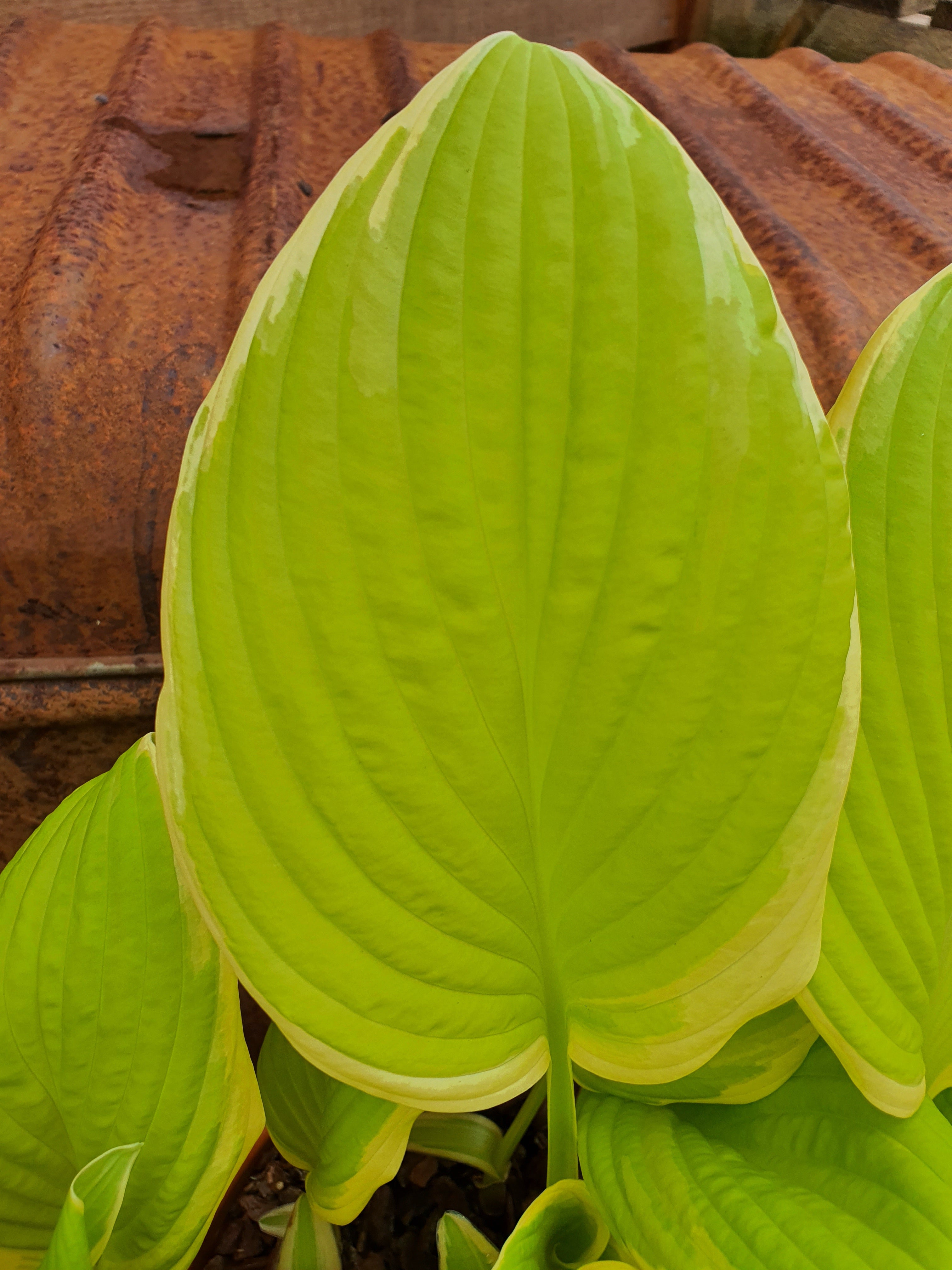 Hosta 'Saint Elmo's Fire' - New Forest Hostas & Hemerocallis