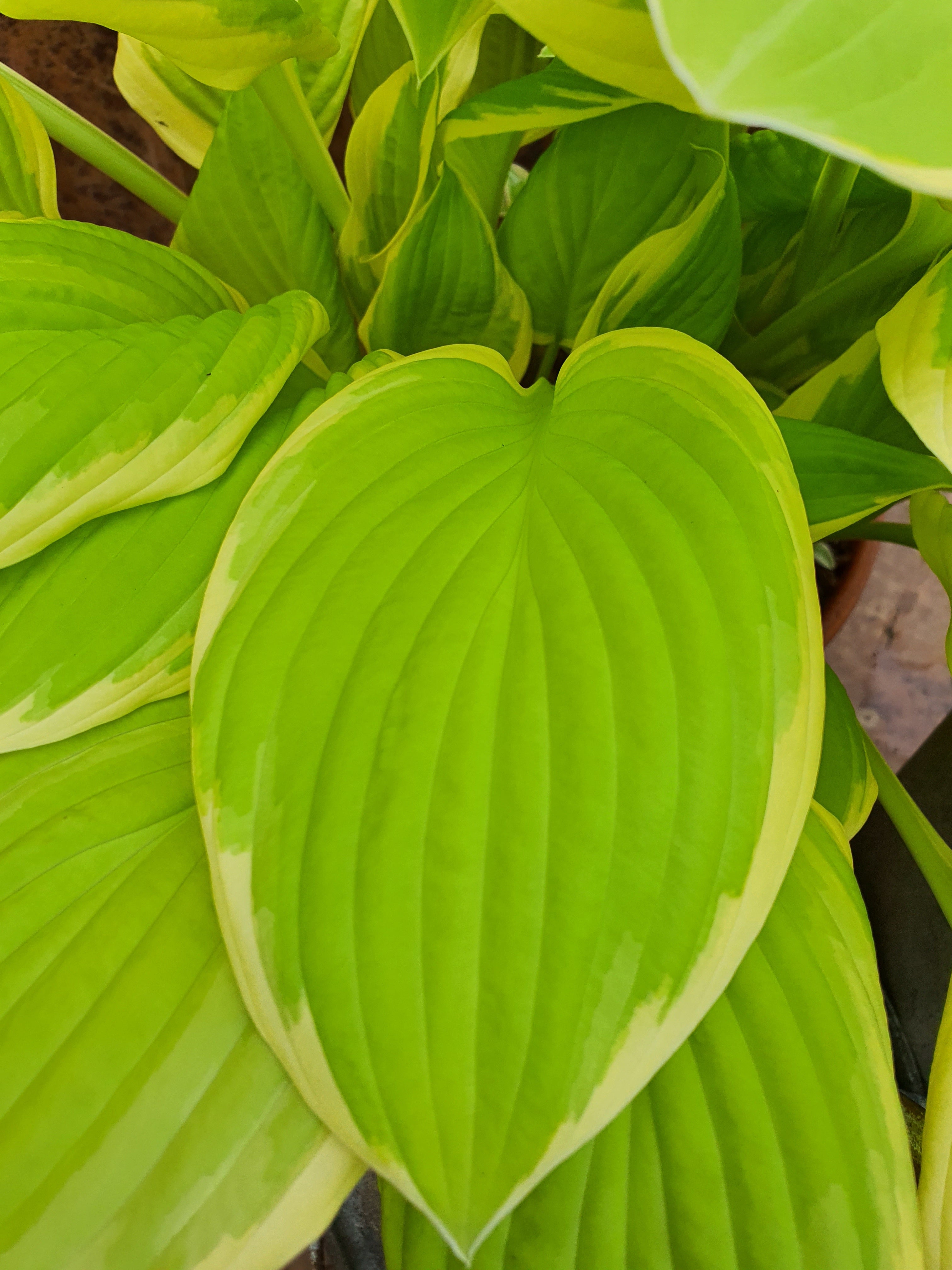 Hosta 'Saint Elmo's Fire' - New Forest Hostas & Hemerocallis