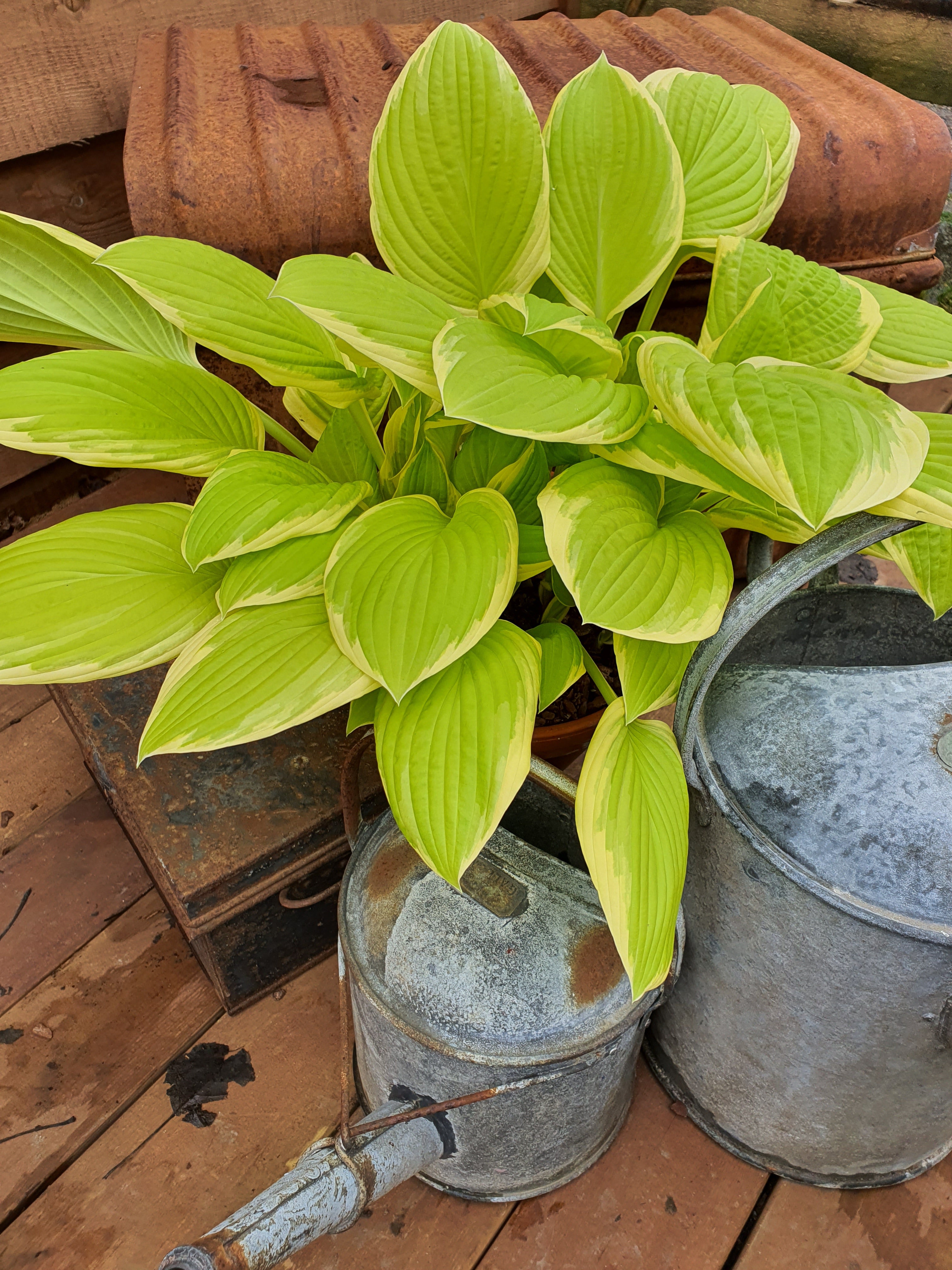 Hosta 'Saint Elmo's Fire' - New Forest Hostas & Hemerocallis