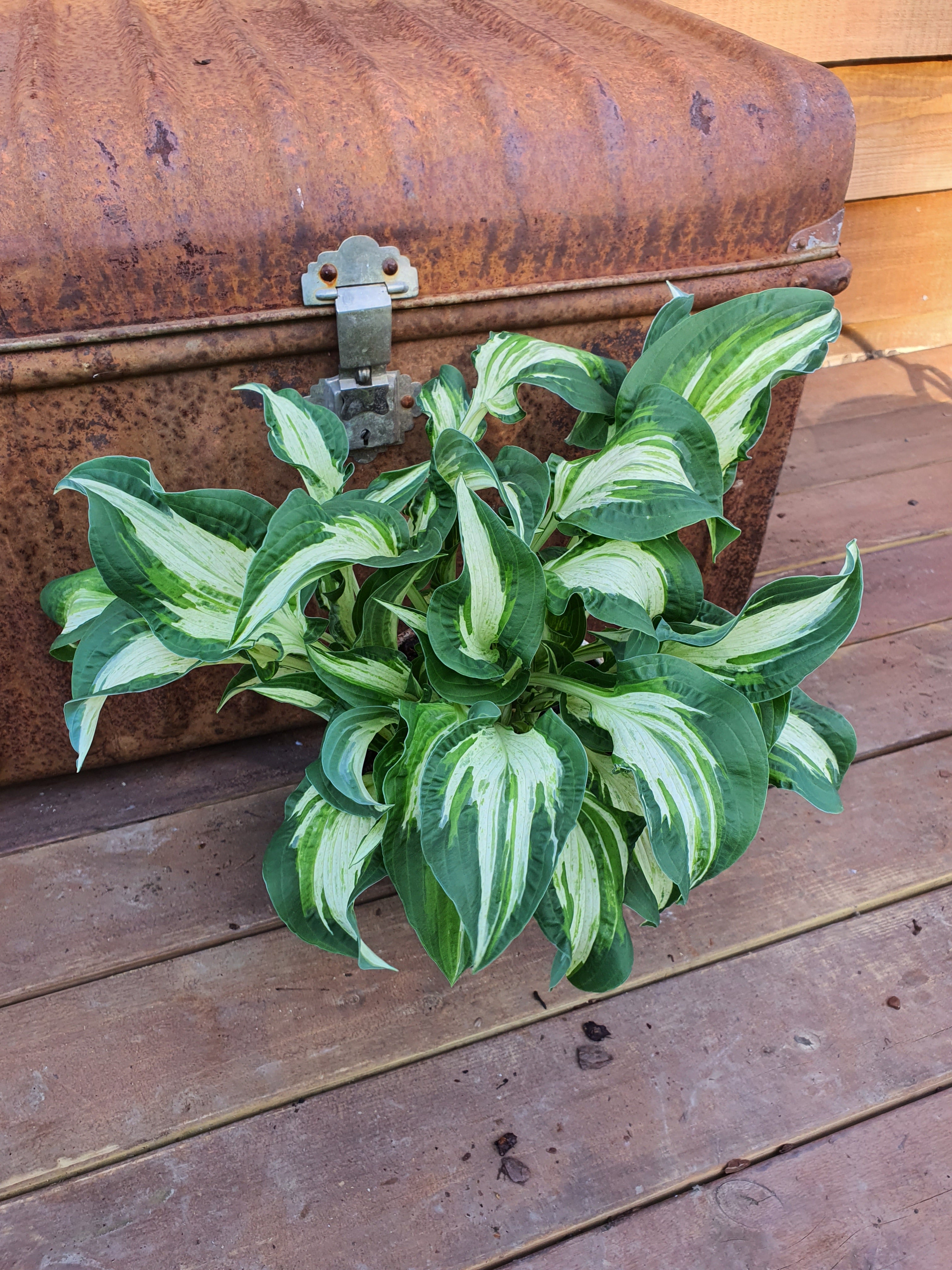 Hosta 'Allegan Fog' - New Forest Hostas & Hemerocallis