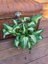 Hosta 'Allegan Fog' - New Forest Hostas & Hemerocallis