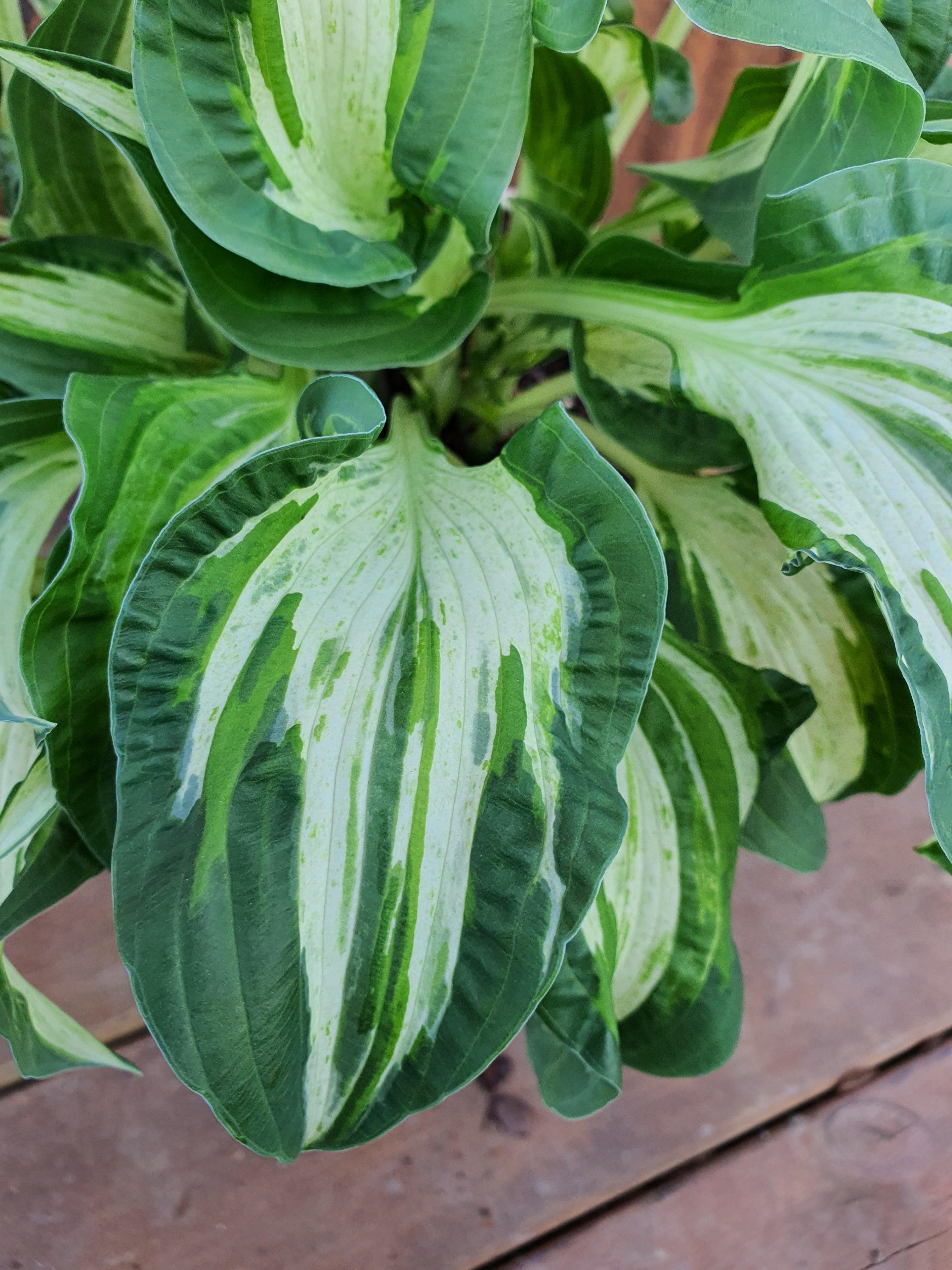 Hosta 'Allegan Fog' - New Forest Hostas & Hemerocallis