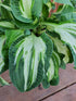 Hosta 'Allegan Fog' - New Forest Hostas & Hemerocallis