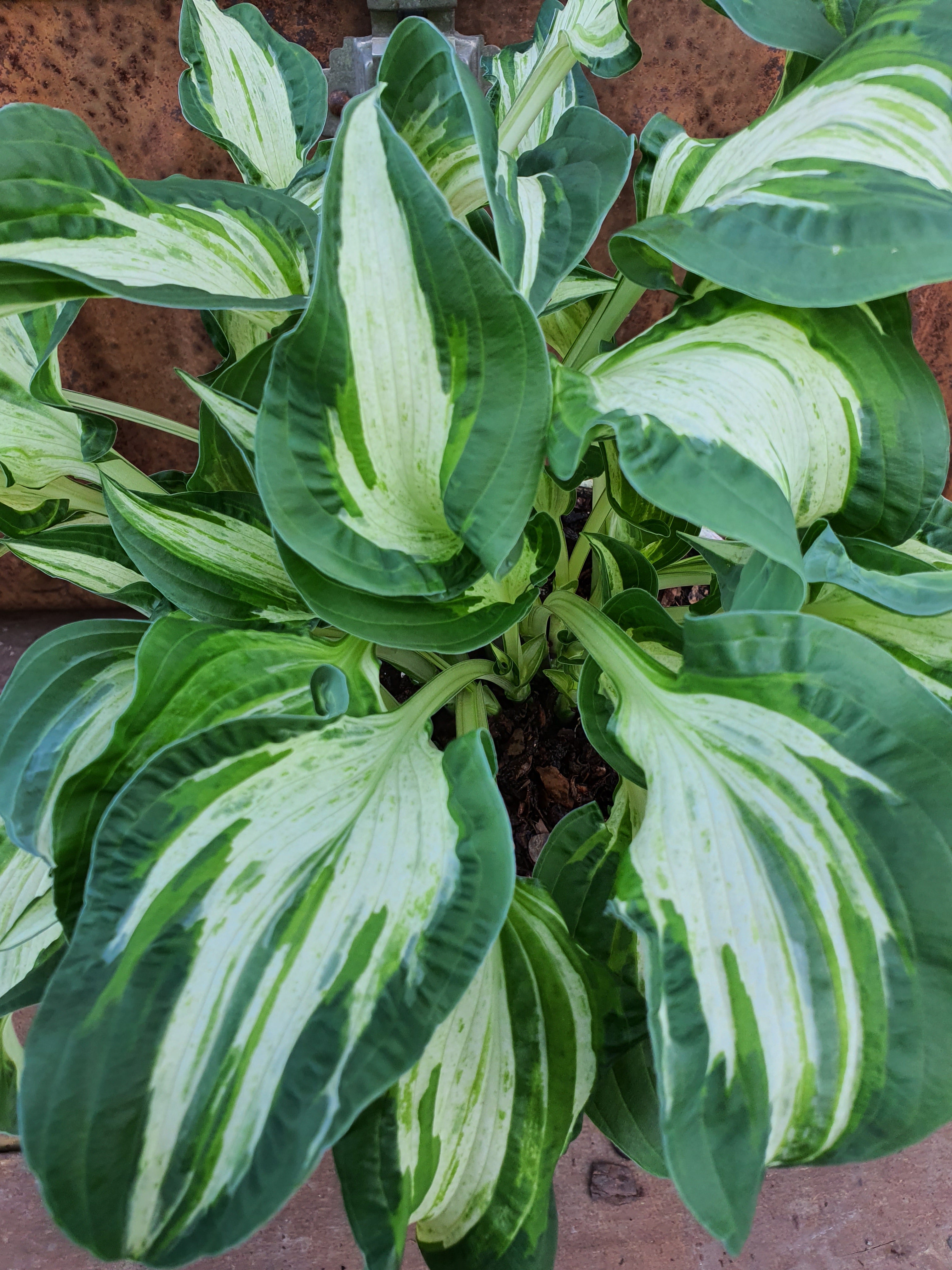 Hosta 'Allegan Fog' - New Forest Hostas & Hemerocallis