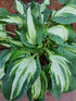 Hosta 'Allegan Fog' - New Forest Hostas & Hemerocallis