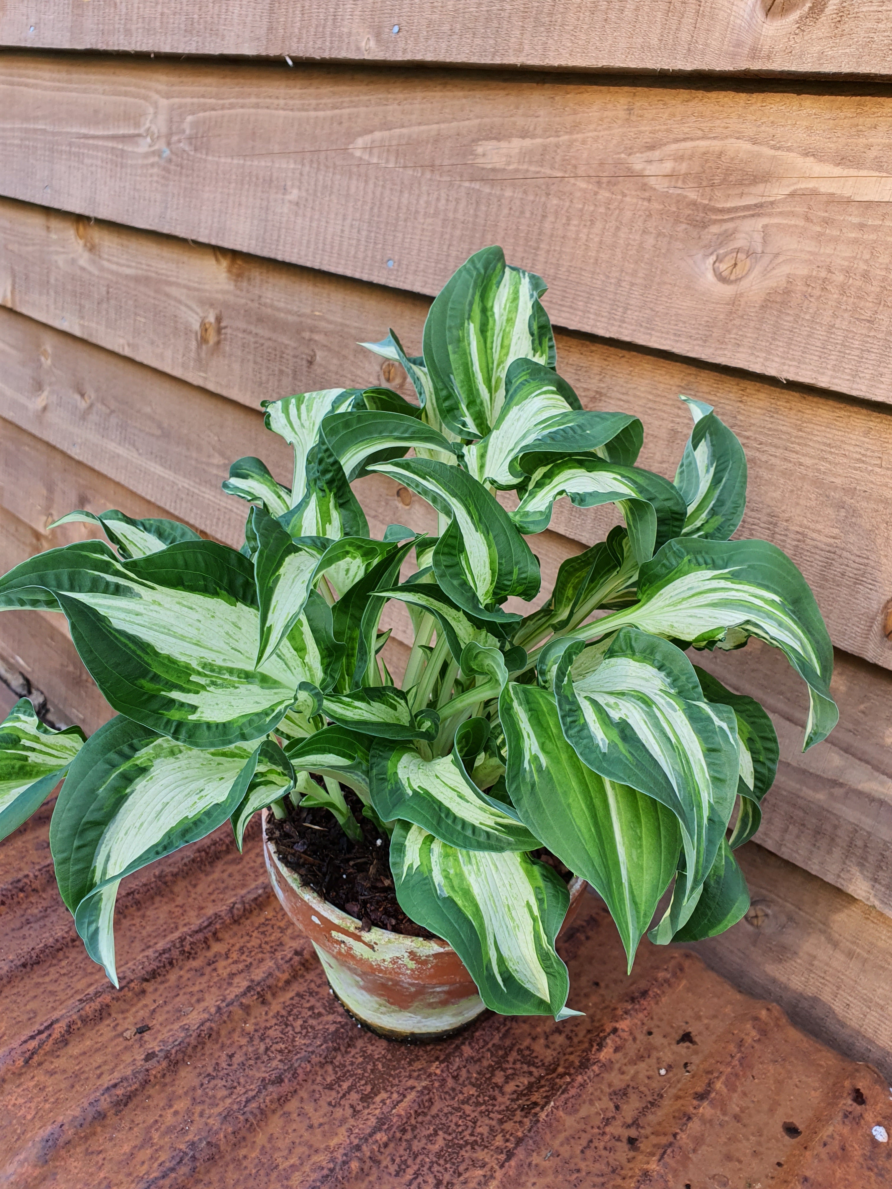 Hosta 'Allegan Fog' - New Forest Hostas & Hemerocallis