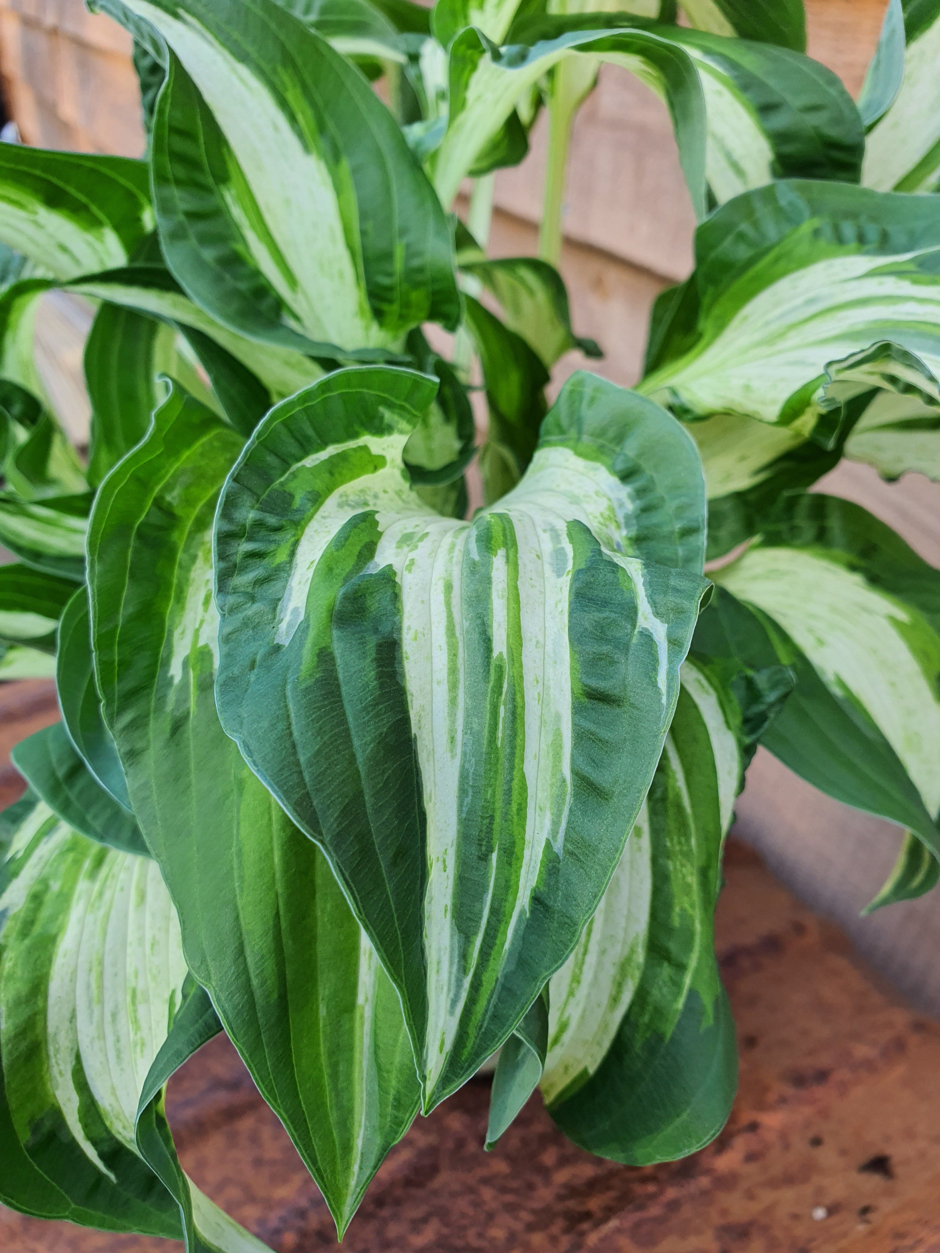 Hosta 'Allegan Fog' - New Forest Hostas & Hemerocallis