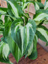 Hosta 'Allegan Fog' - New Forest Hostas & Hemerocallis