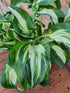 Hosta 'Allegan Fog' - New Forest Hostas & Hemerocallis