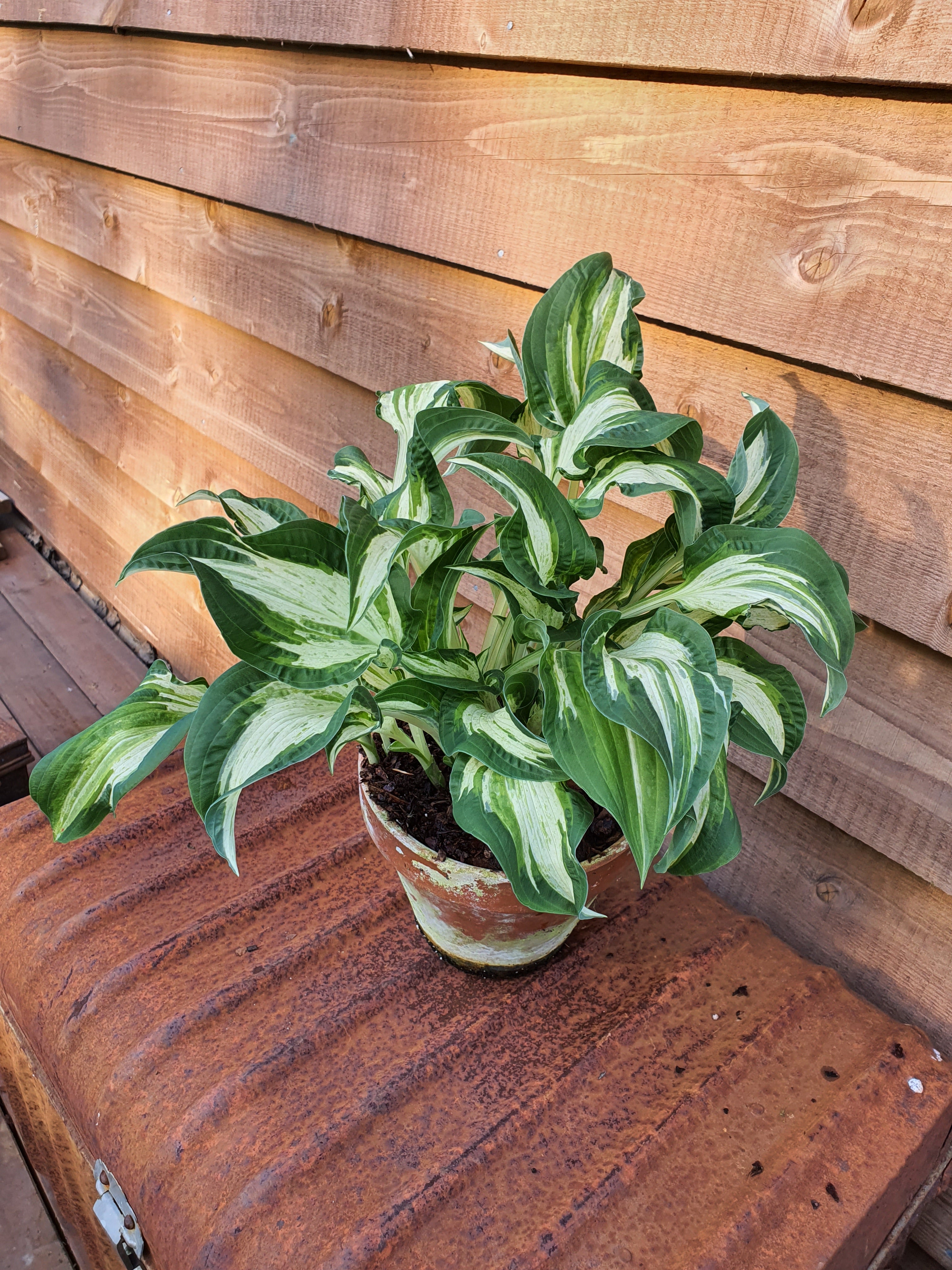 Hosta 'Allegan Fog' - New Forest Hostas & Hemerocallis
