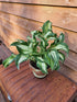 Hosta 'Allegan Fog' - New Forest Hostas & Hemerocallis