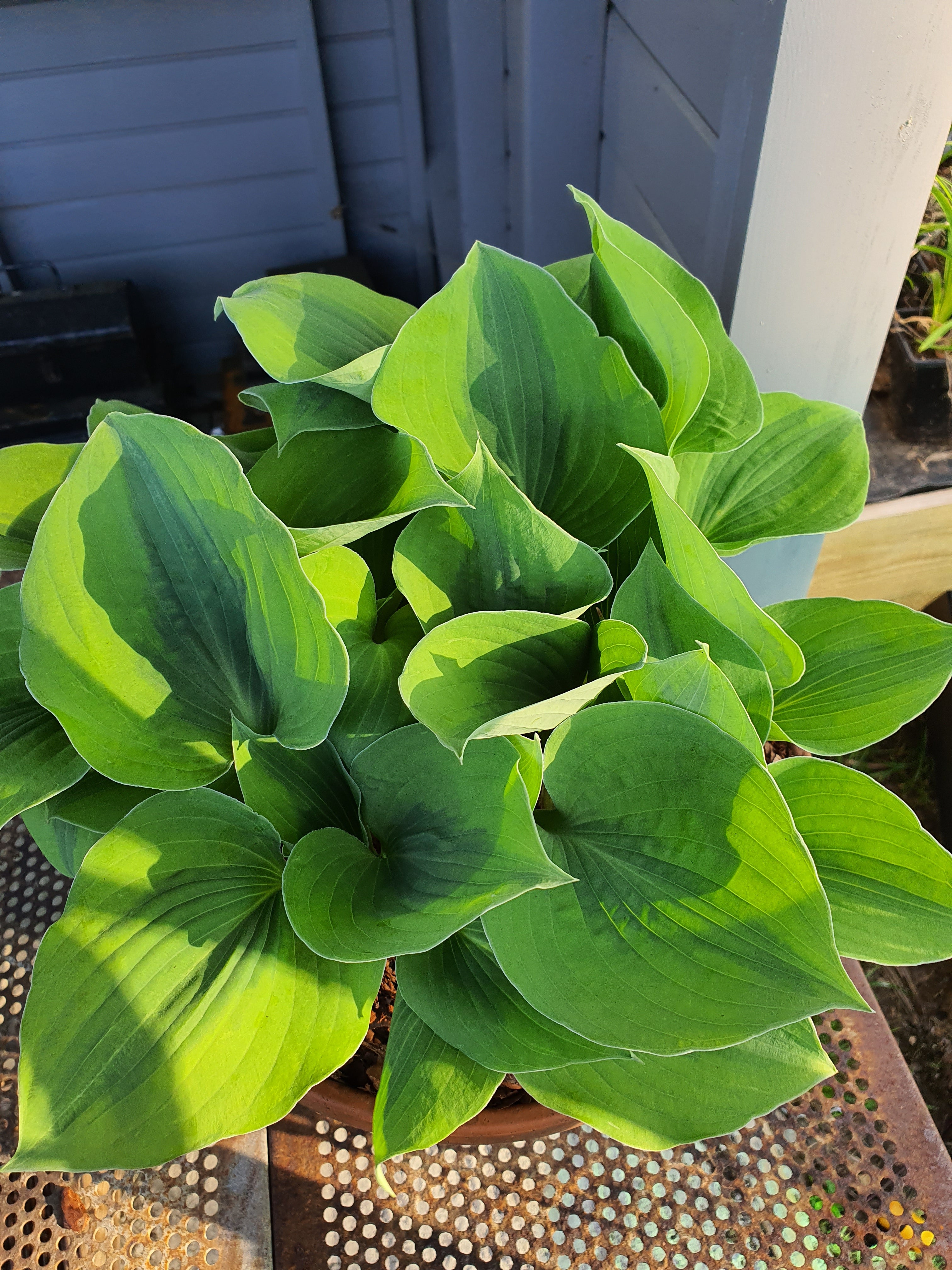 Hosta 'Luna Moth' - New Forest Hostas & Hemerocallis