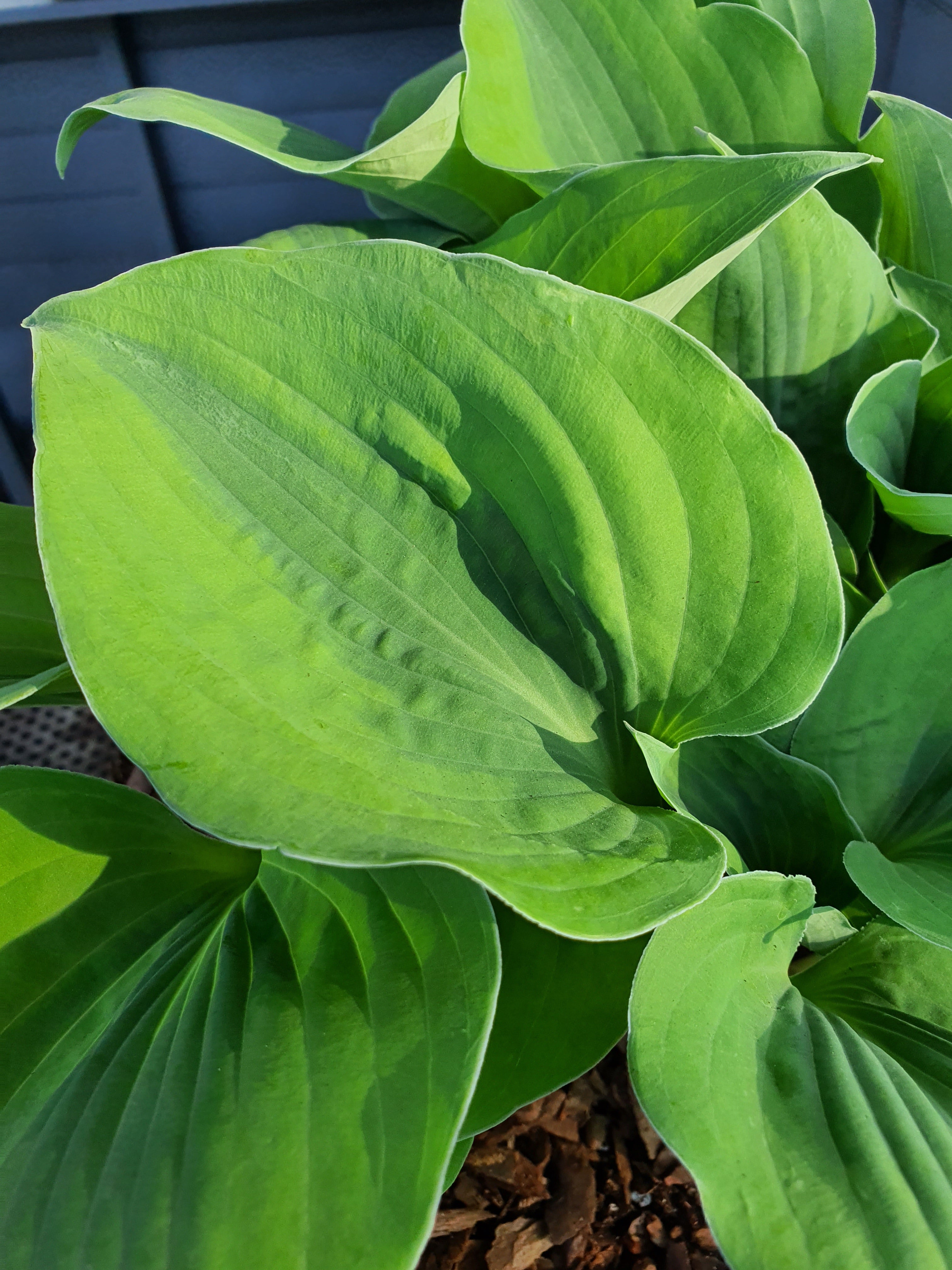 Hosta 'Luna Moth' - New Forest Hostas & Hemerocallis