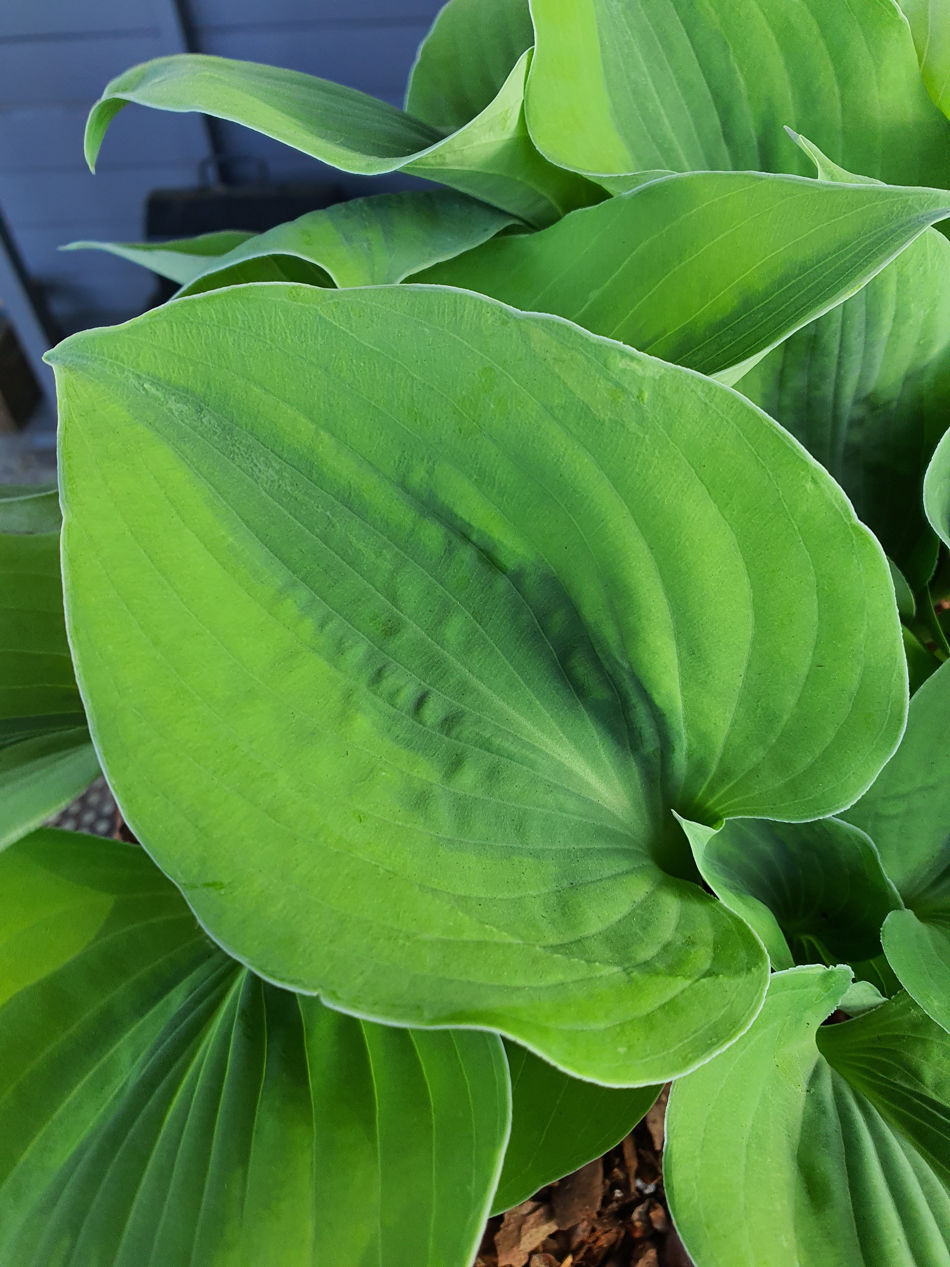 Hosta 'Luna Moth' - New Forest Hostas & Hemerocallis